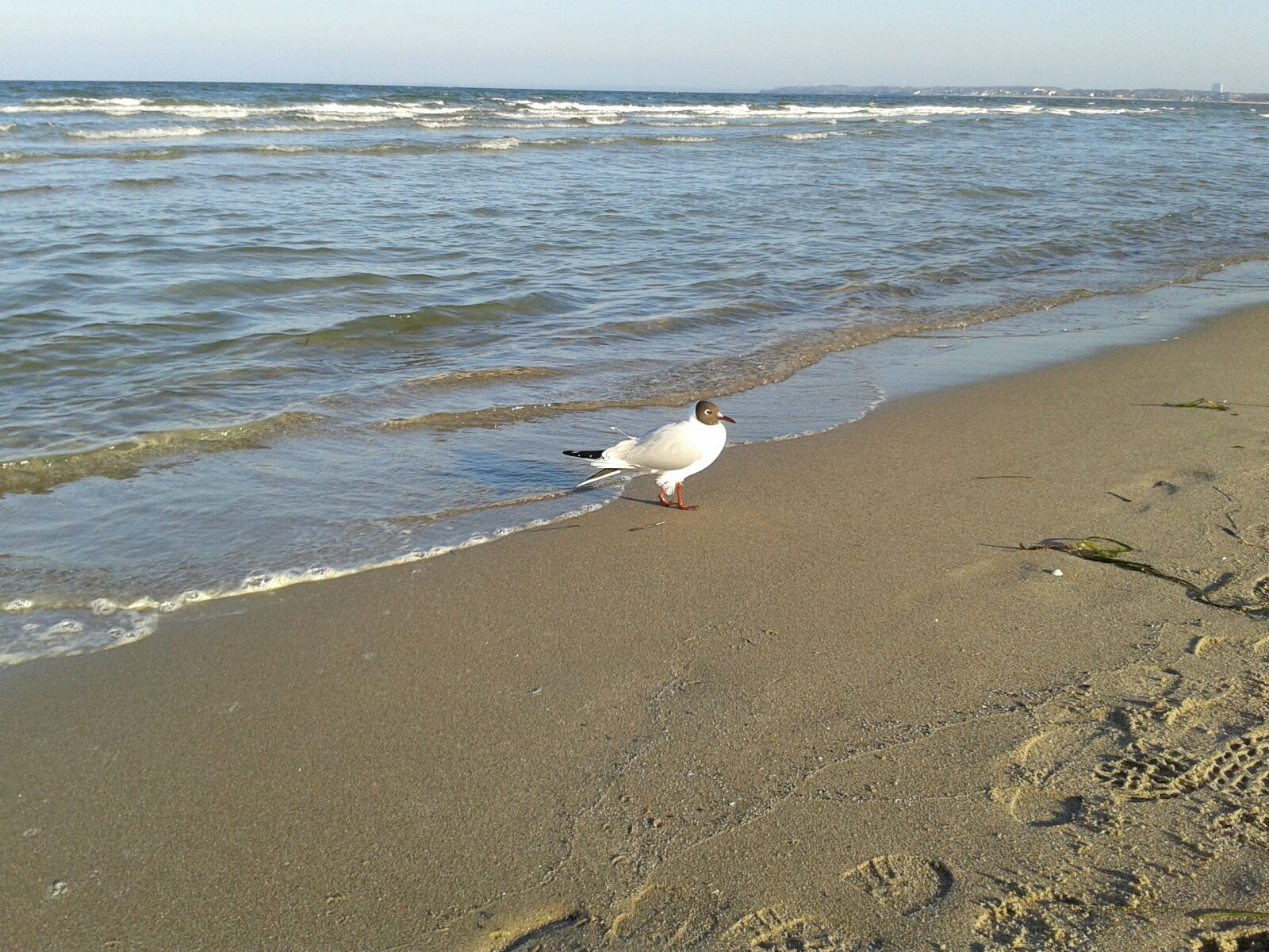 Samsung Galaxy S3 Mini sample photo. Baltic sea, beach, sea photography