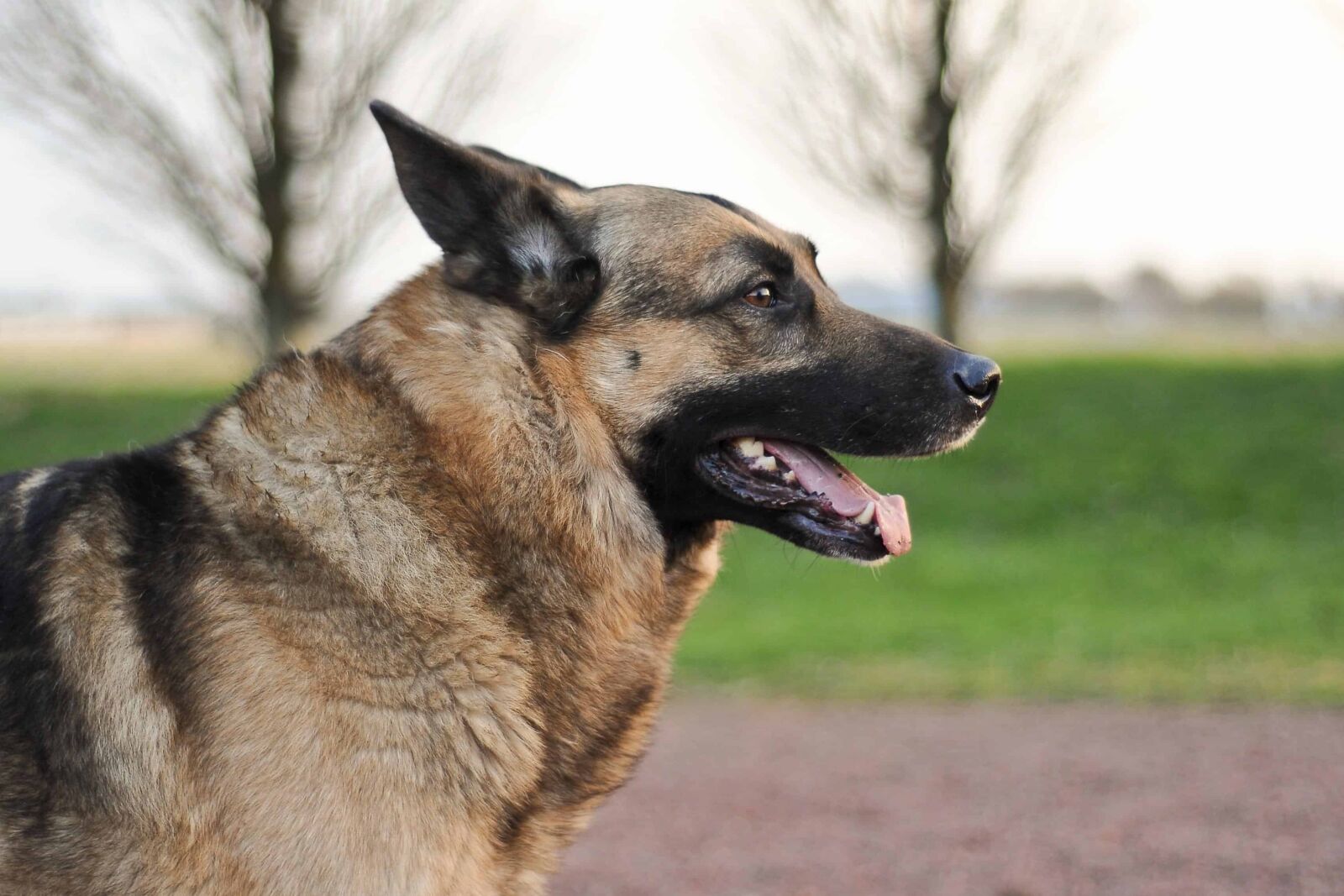 Nikon D300 sample photo. Canine, animal pet, dog photography