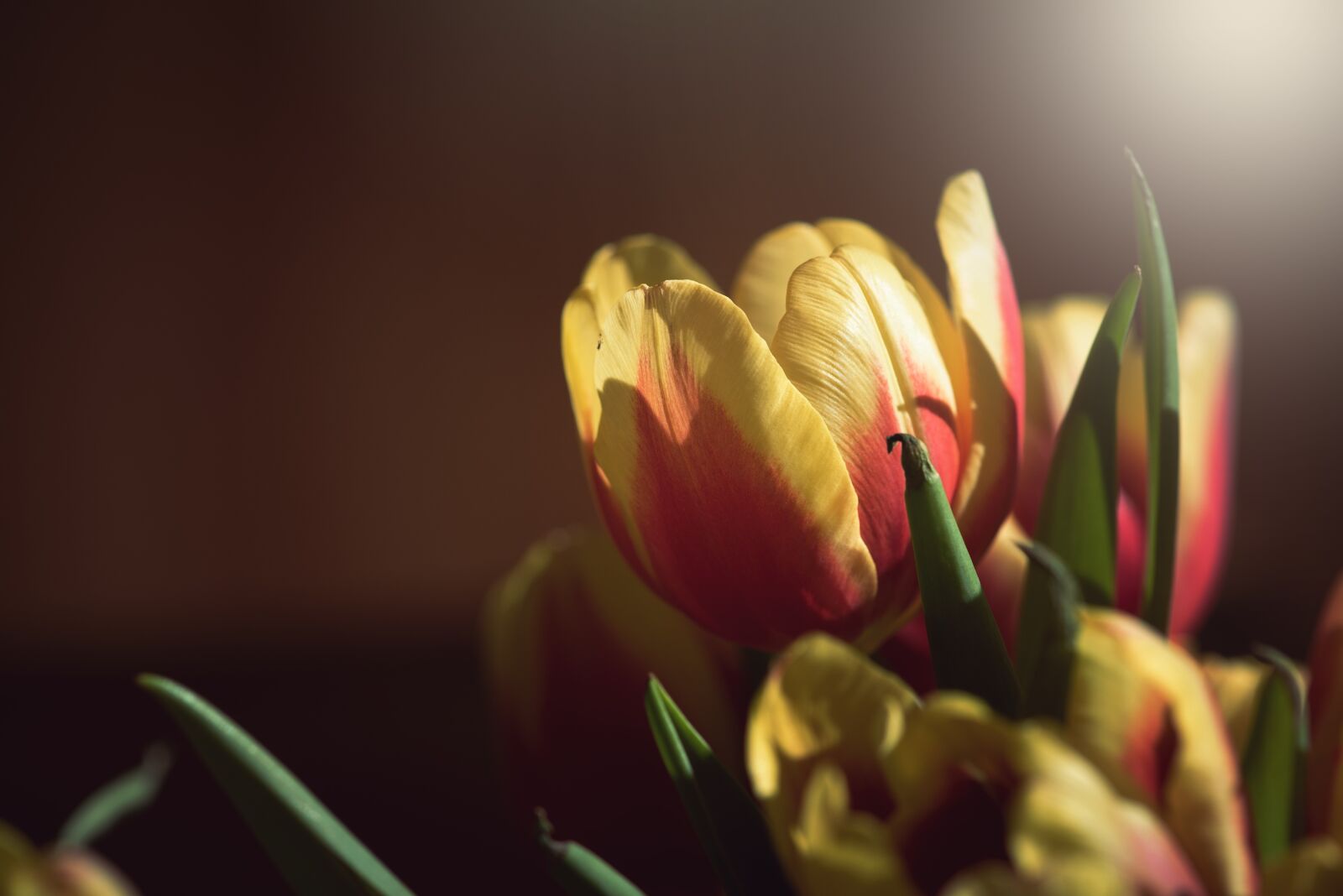 Nikon D750 sample photo. Tulip, flower, blossom photography