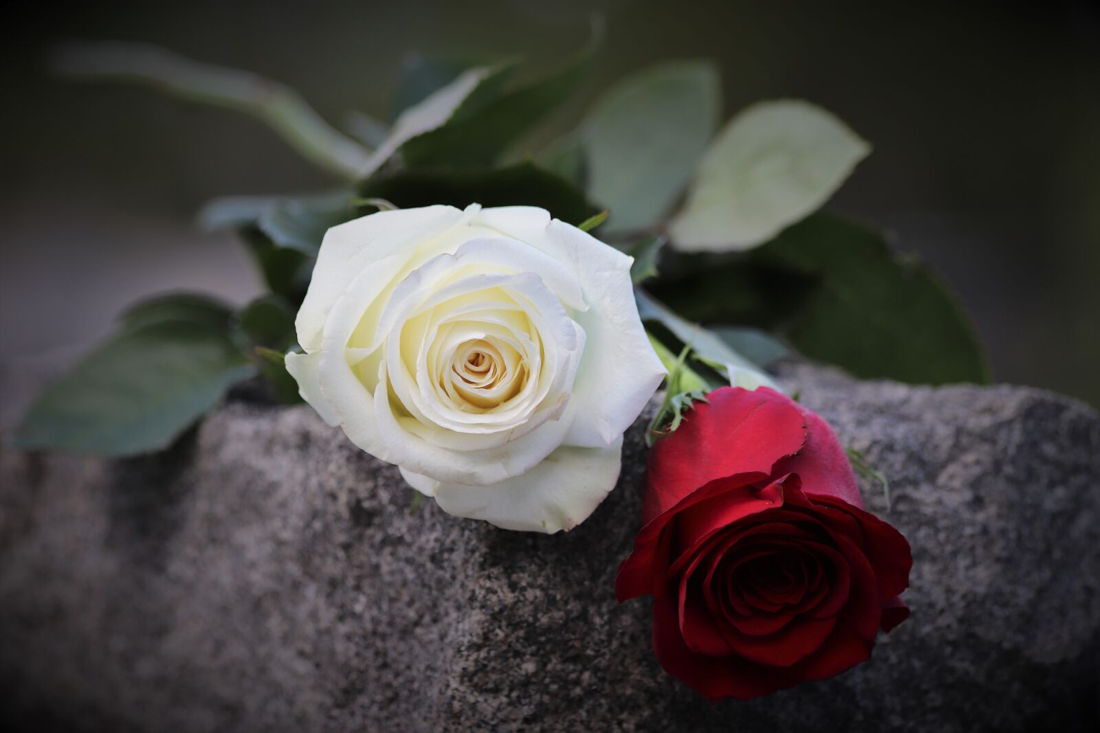 Canon EF 70-300mm F4-5.6 IS USM sample photo. Red and white rose photography