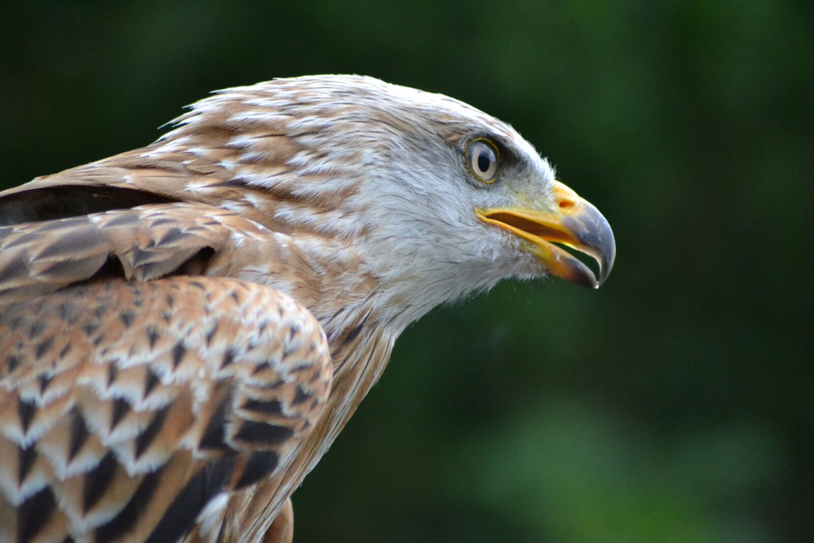 Nikon D3100 sample photo. Milan, wildlife park, bird photography