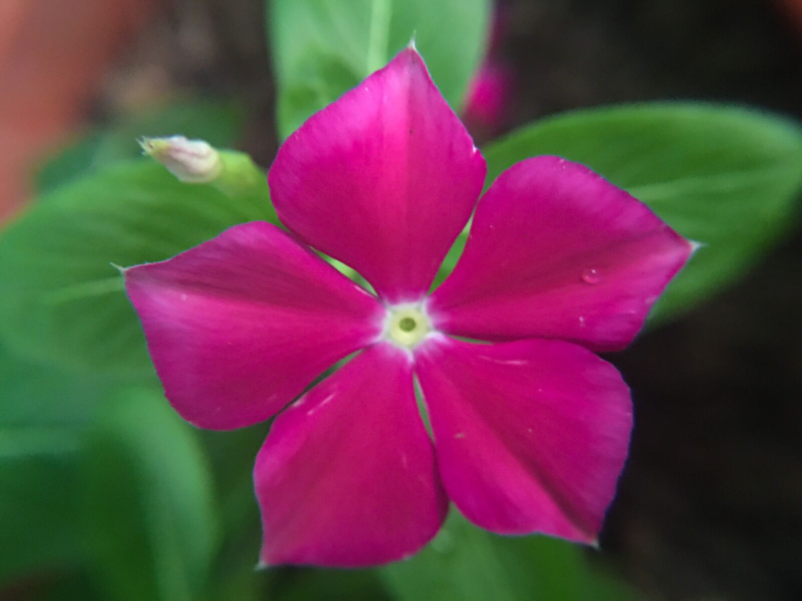 iPhone 6s Plus back camera 4.15mm f/2.2 sample photo. Vinca, flower, pink photography