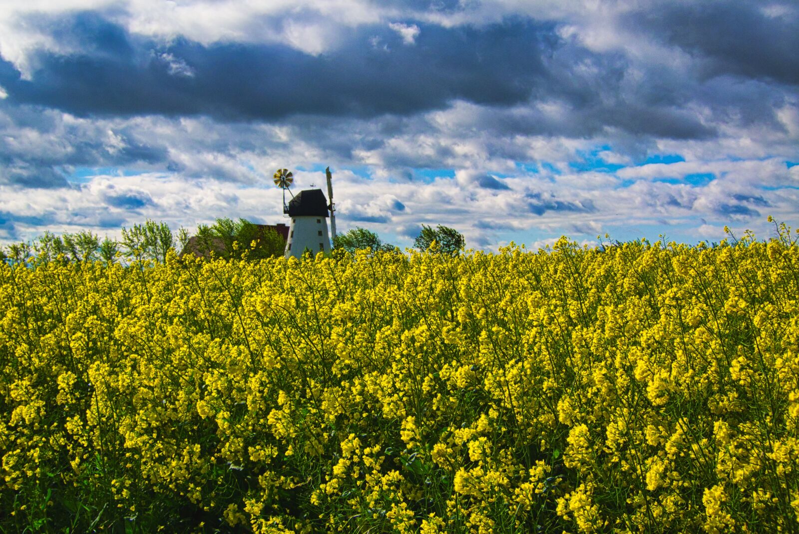 Panasonic Lumix DMC-FZ40 (Lumix DMC-FZ45) sample photo. Field of rapeseeds, windmill photography