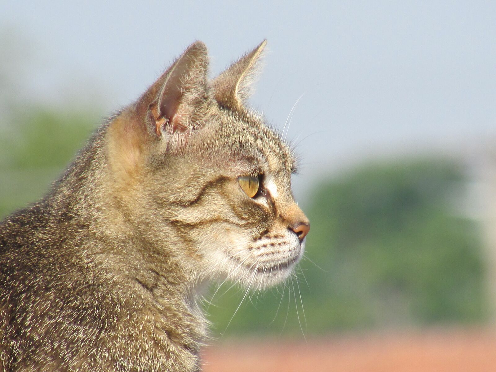 Canon PowerShot SX500 IS sample photo. Cat, look, face photography