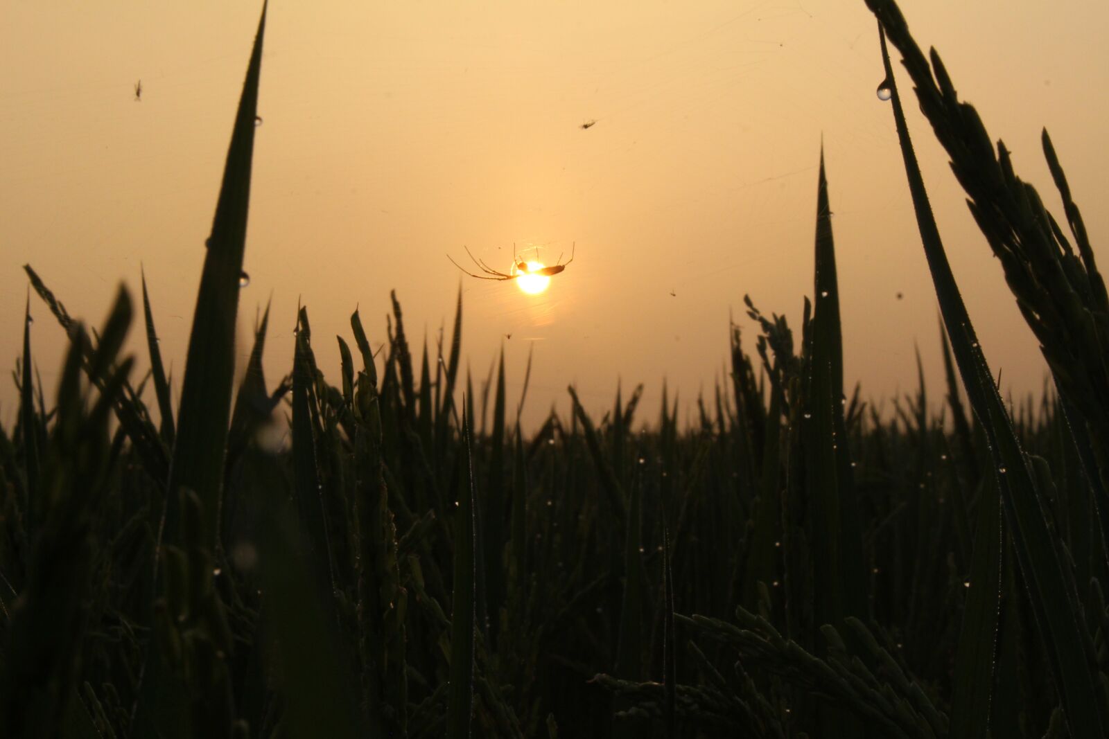 Canon EOS 700D (EOS Rebel T5i / EOS Kiss X7i) sample photo. The sun, dawn, orange photography