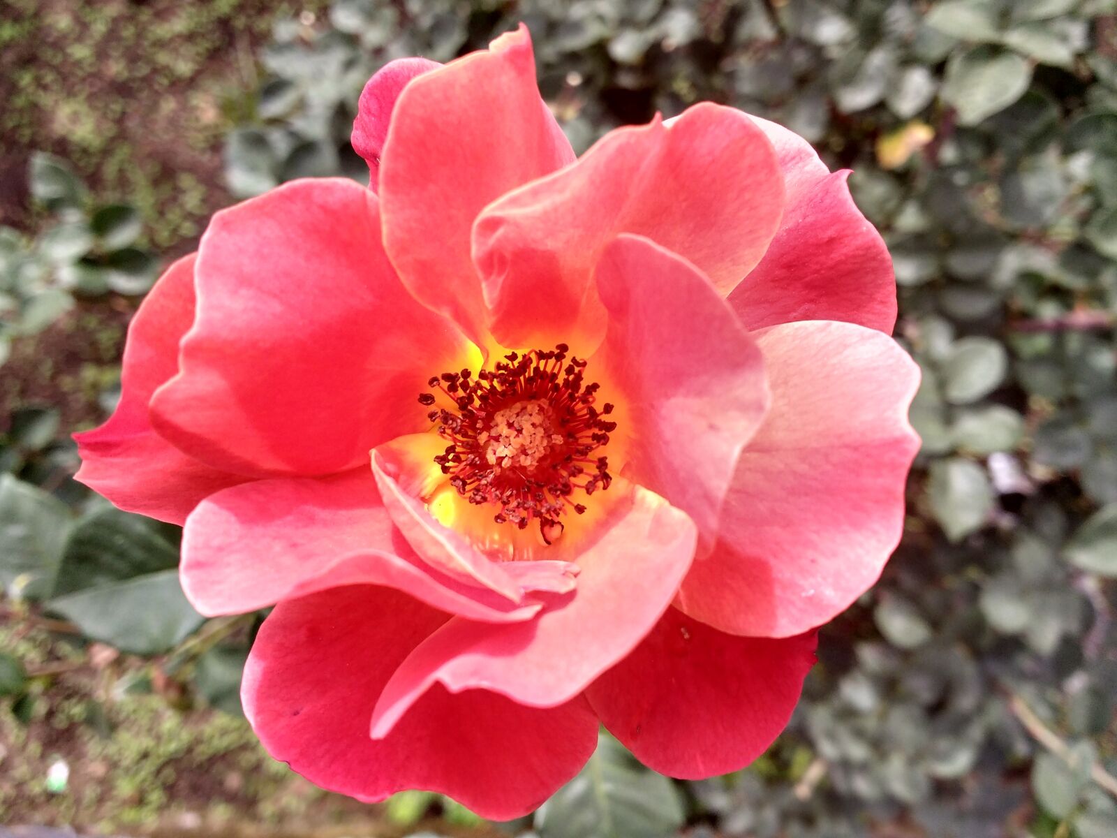 Motorola MotoG3 sample photo. Flower, rose, nature photography