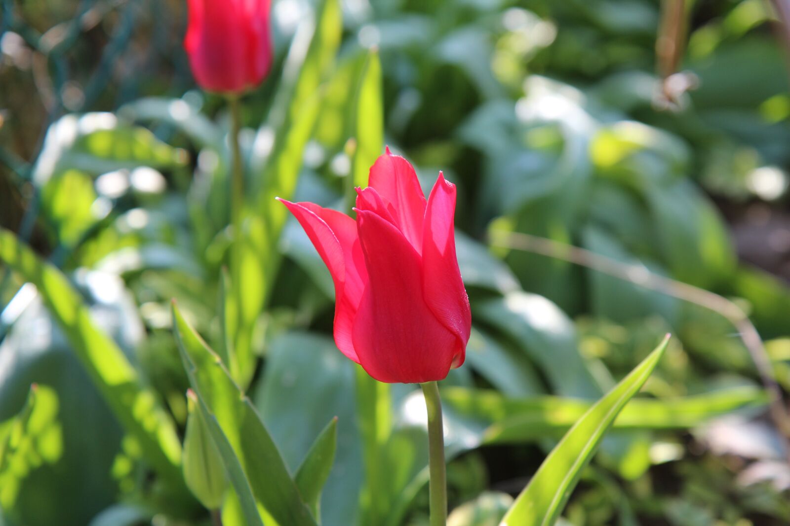 Canon EOS 600D (Rebel EOS T3i / EOS Kiss X5) + Sigma 12-24mm f/4.5-5.6 EX DG ASPHERICAL HSM + 1.4x sample photo. Tulip, red tulip, bulb photography
