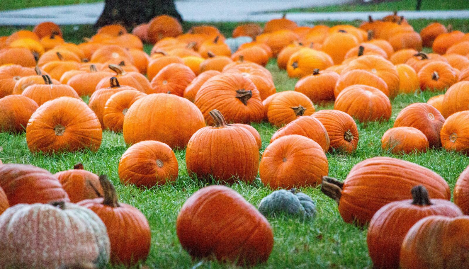 Canon EOS 700D (EOS Rebel T5i / EOS Kiss X7i) sample photo. Pumpkin, fall, pasture photography