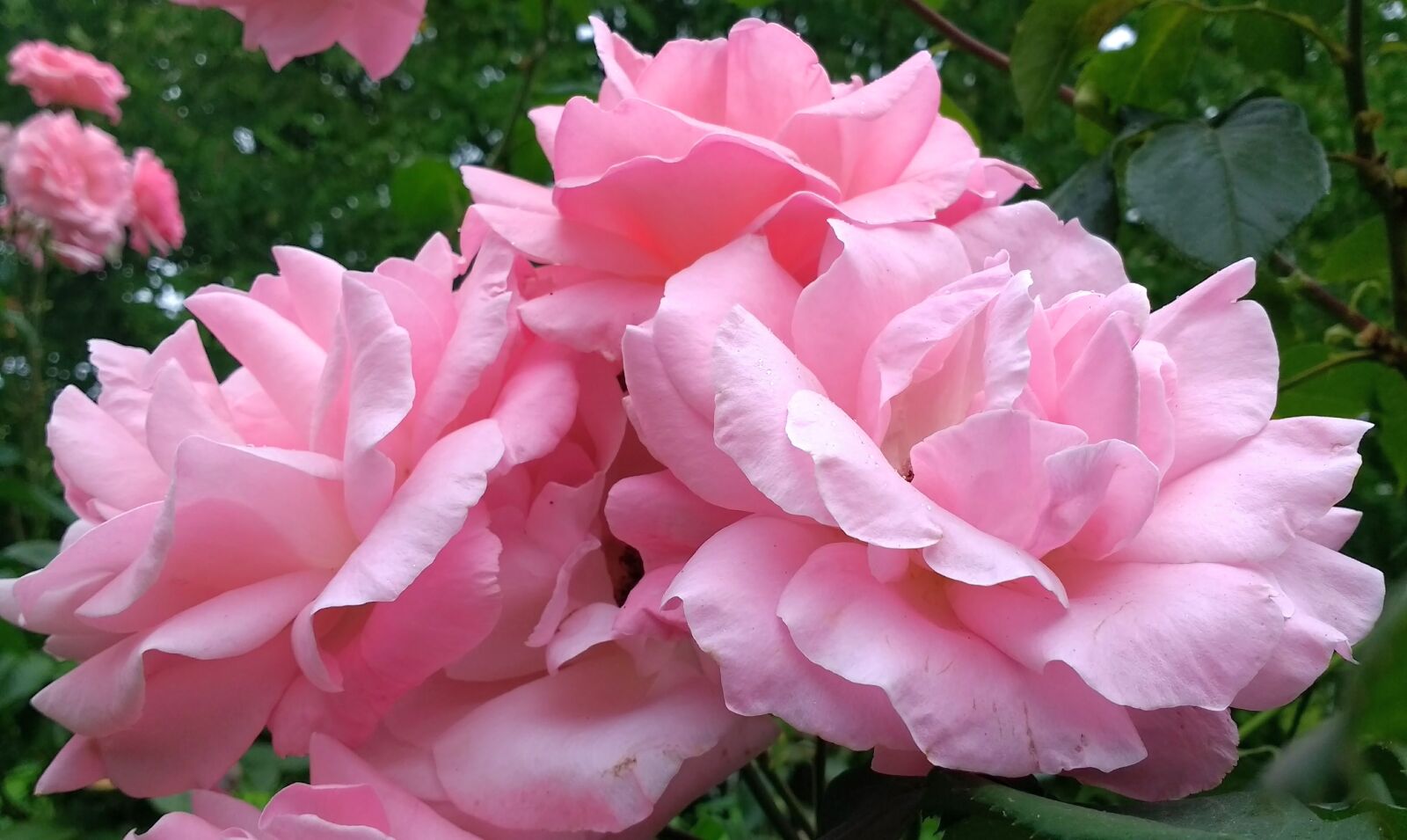 Motorola Moto G (4) sample photo. Rose, roses, pink photography