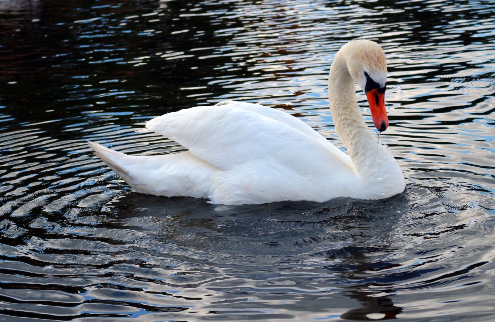 Canon EOS 100D (EOS Rebel SL1 / EOS Kiss X7) sample photo. Bird, swan, water photography