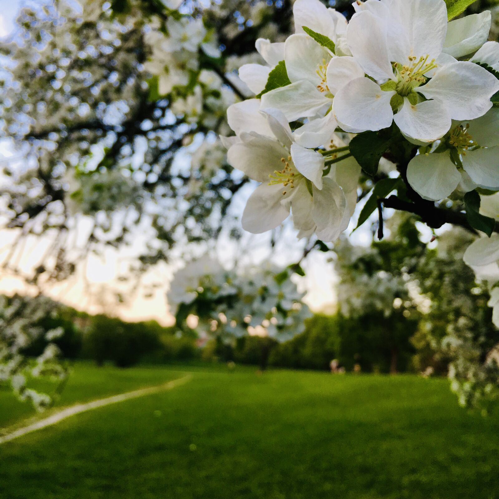 iPhone 6s back camera 4.15mm f/2.2 sample photo. Cherry blossom, path, grass photography
