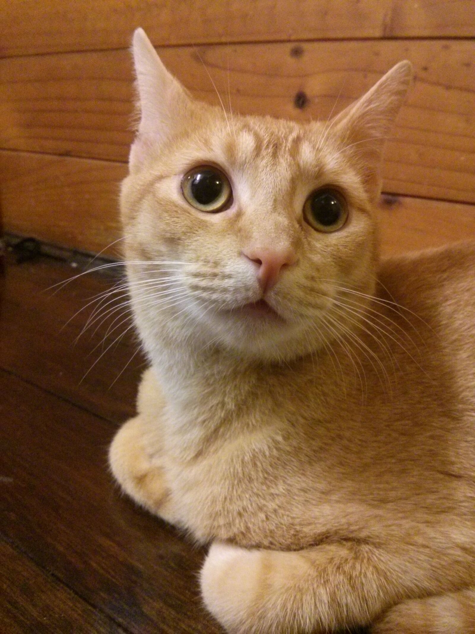 LG Nexus 4 sample photo. Cat, portrait, orange photography