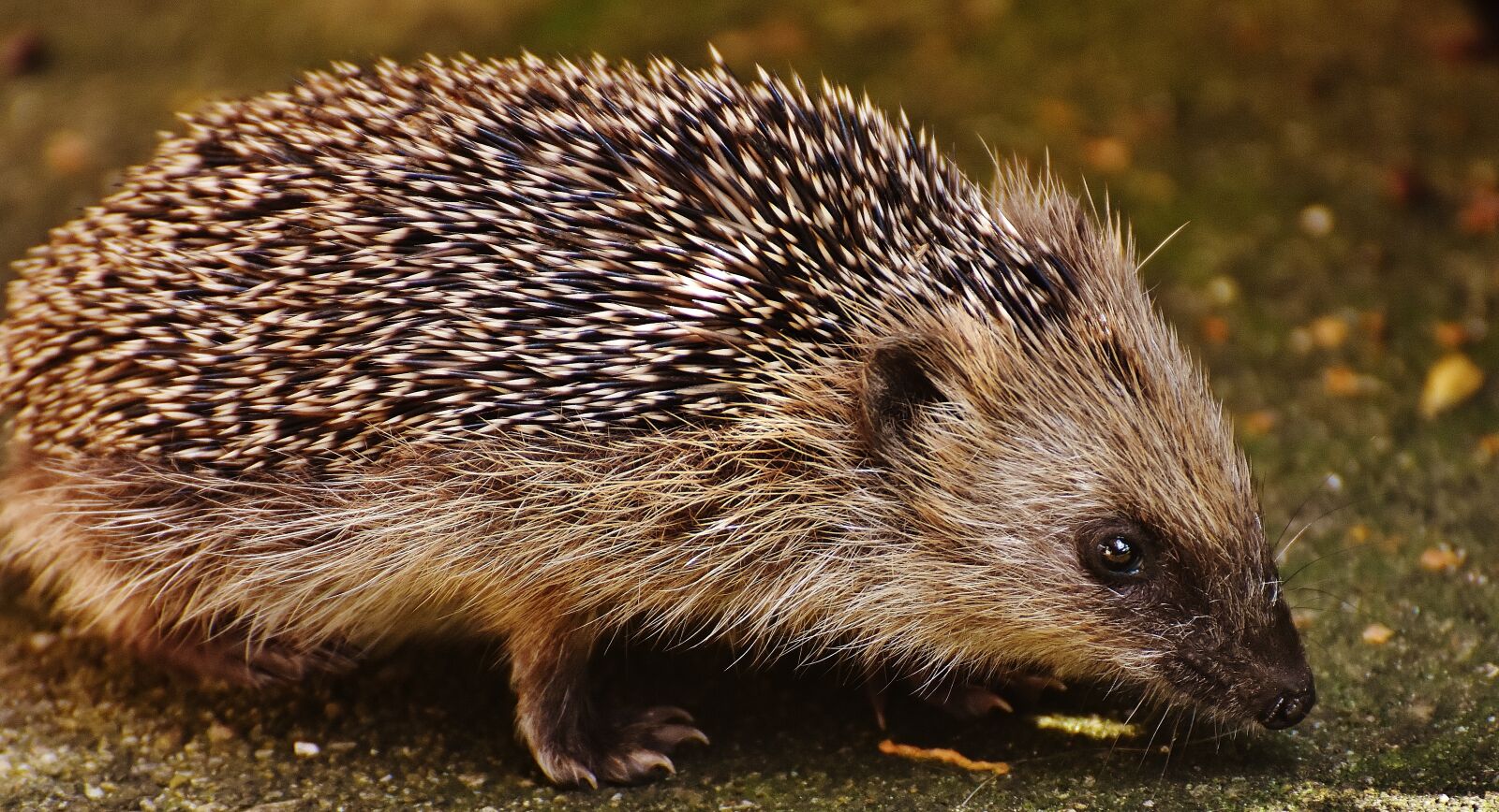 Nikon D7200 sample photo. Hedgehog child, young hedgehog photography