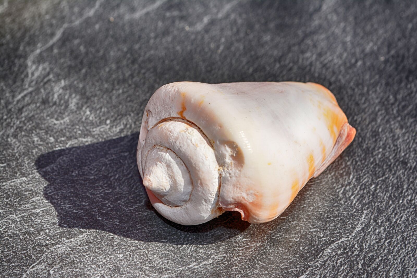 Nikon D5200 sample photo. Shell, close up, snail photography