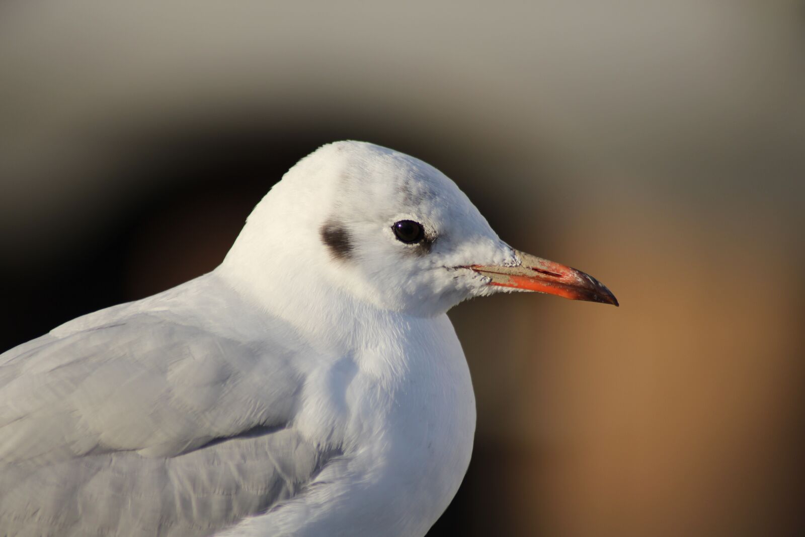 Canon EOS 700D (EOS Rebel T5i / EOS Kiss X7i) sample photo. Seagull, sea, bird photography