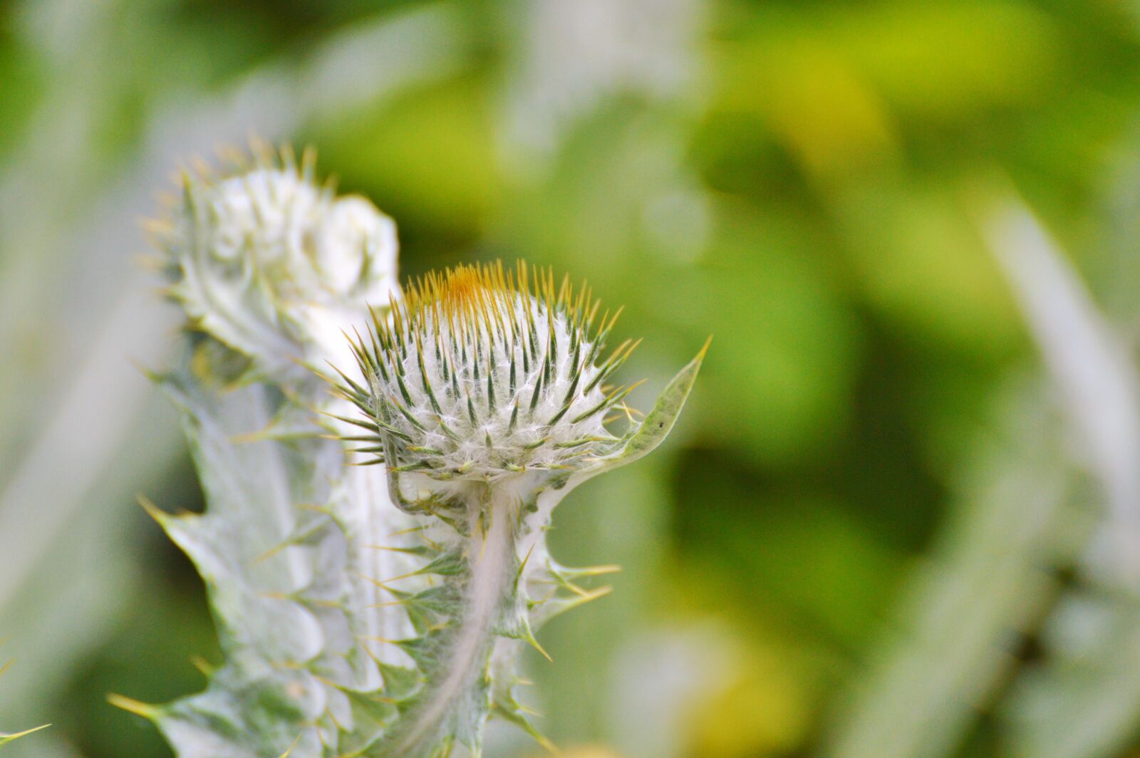 Nikon D3200 sample photo. Thistle, silver thistle, large photography