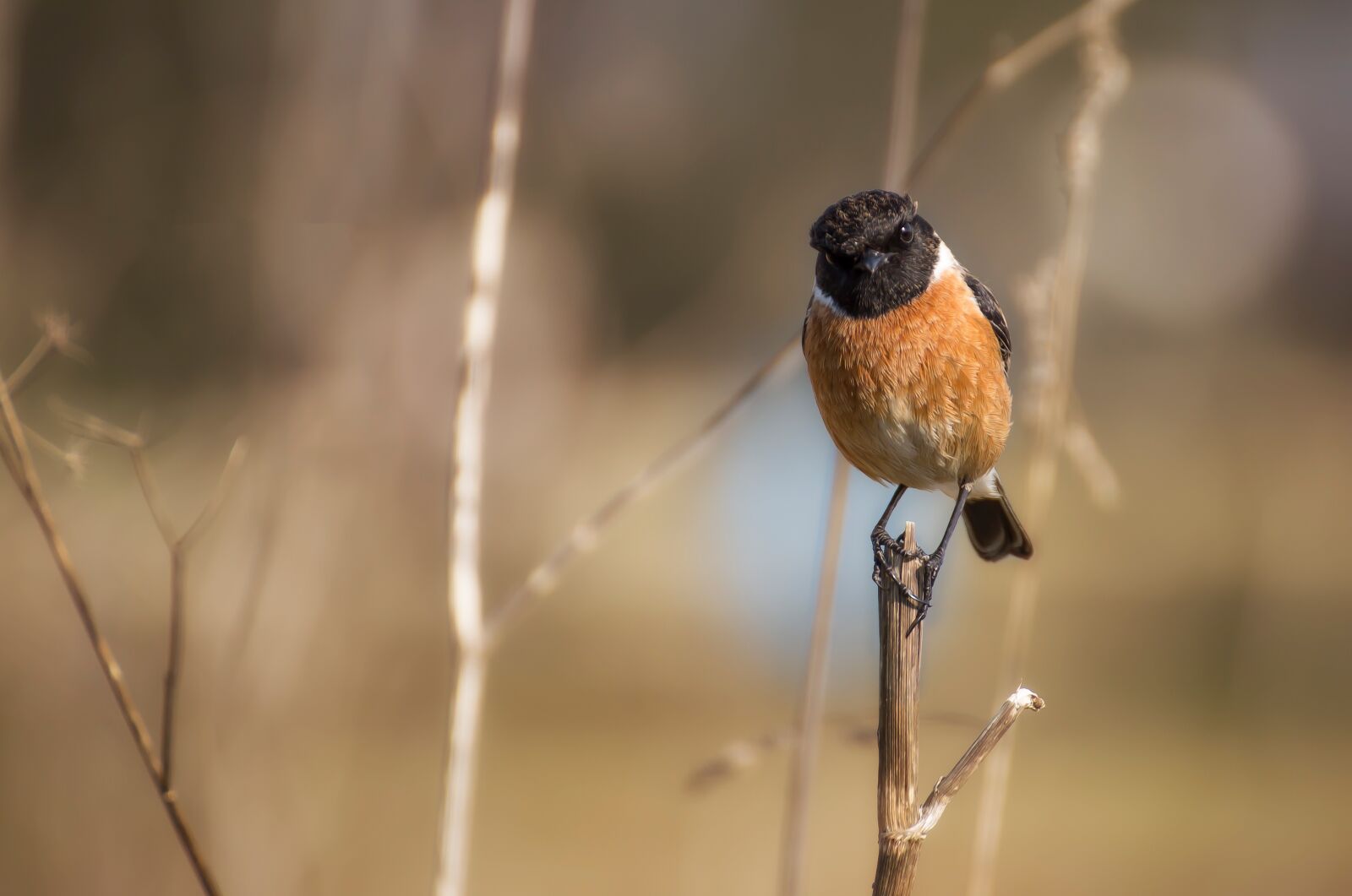 Canon EOS 6D sample photo. Bird, ave, feathers photography