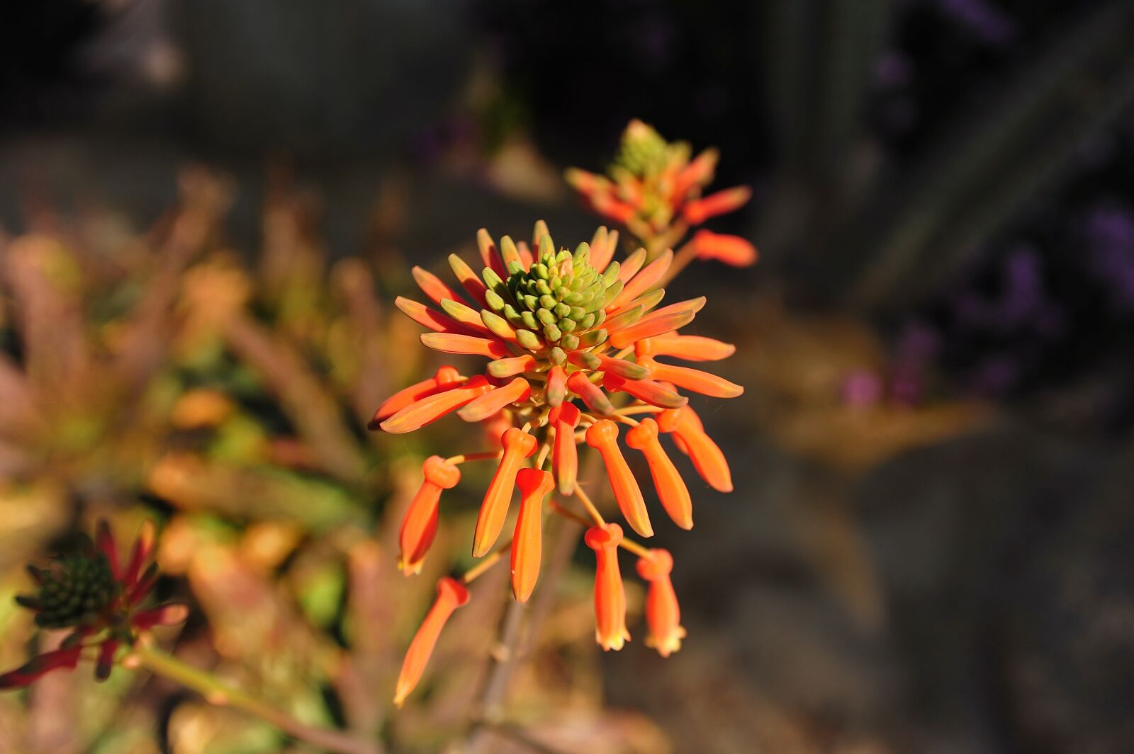 Nikon D700 sample photo. Flower, petal, nature photography