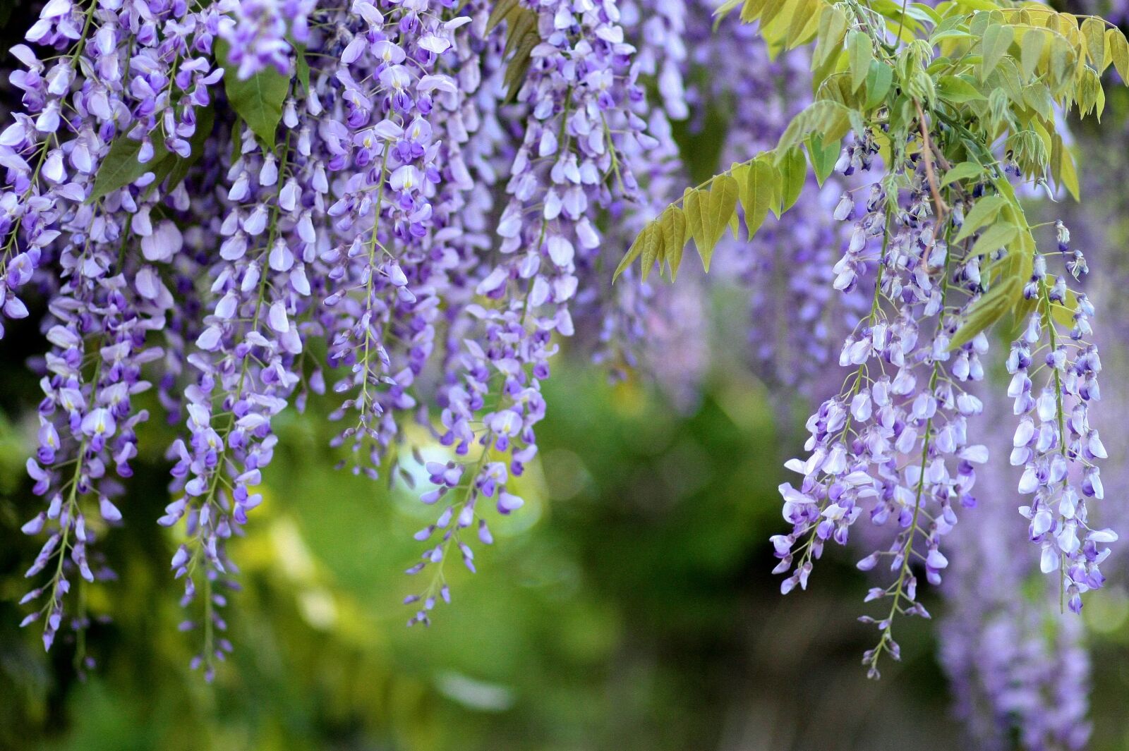 Canon EOS 450D (EOS Rebel XSi / EOS Kiss X2) sample photo. Acacia, glycine, wisteria photography