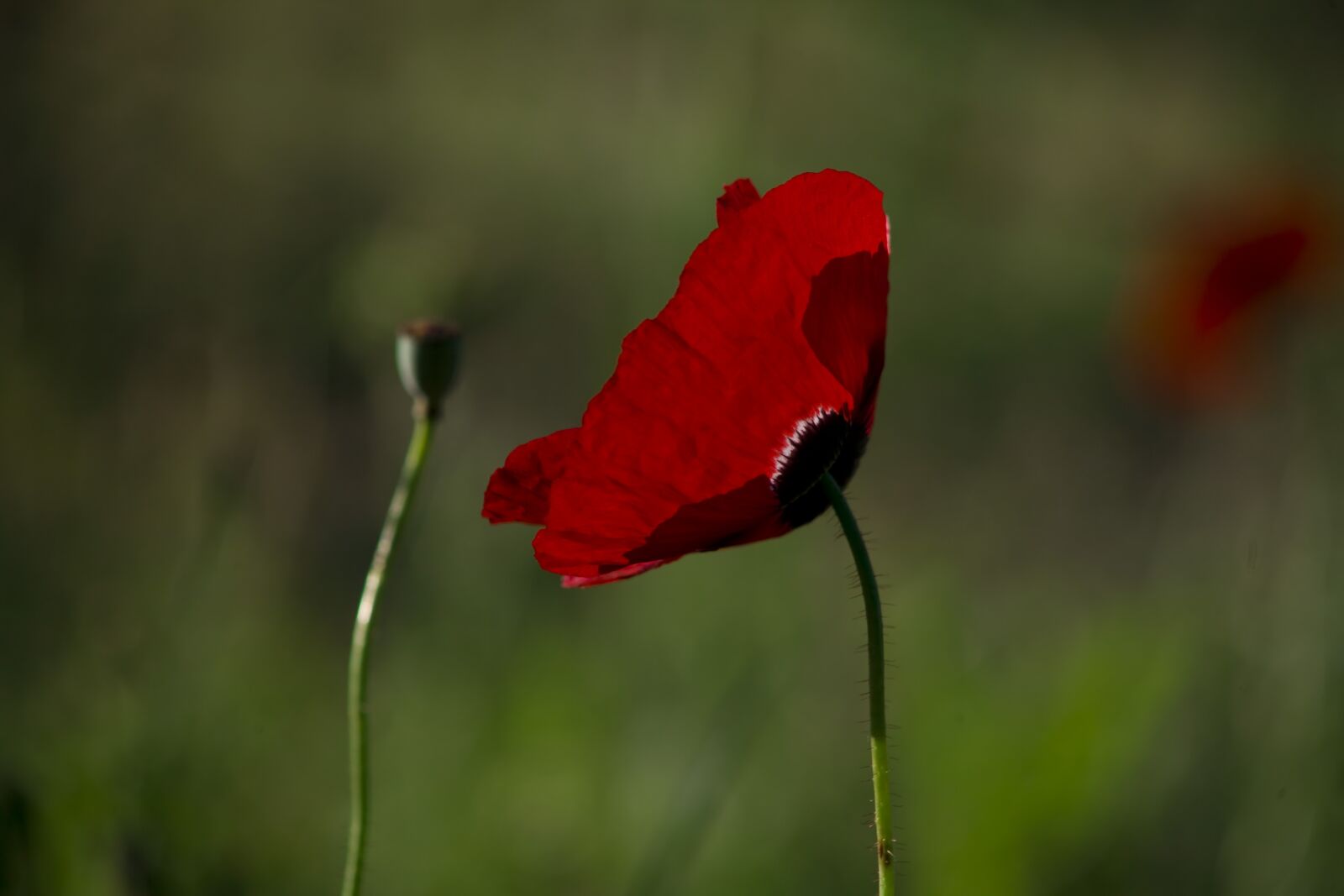 Canon EOS 5D sample photo. Papaver rhoeas, flower, poppy photography