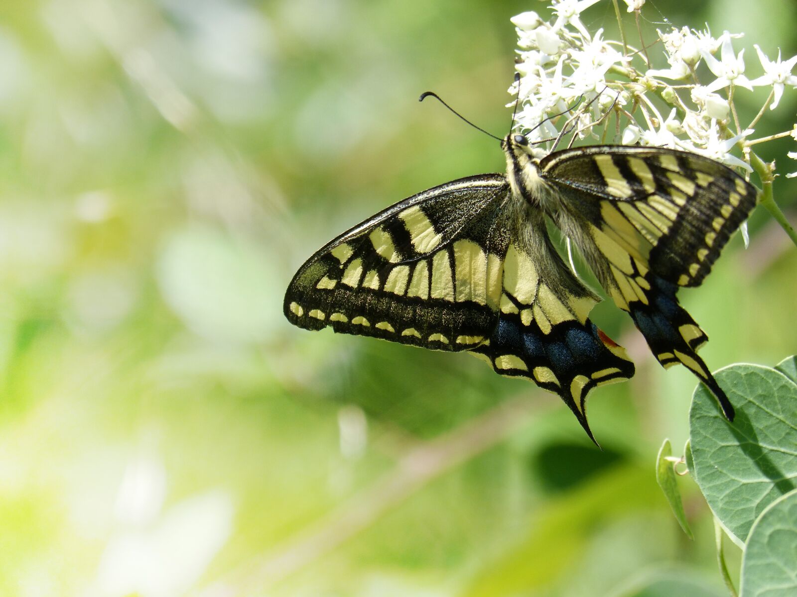 Panasonic DMC-FZ62 sample photo. Butterfly, libar, machaon photography