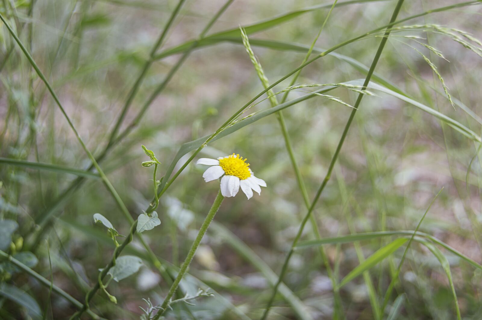 Nikon D3200 sample photo. Daisy, wild flower, flower photography