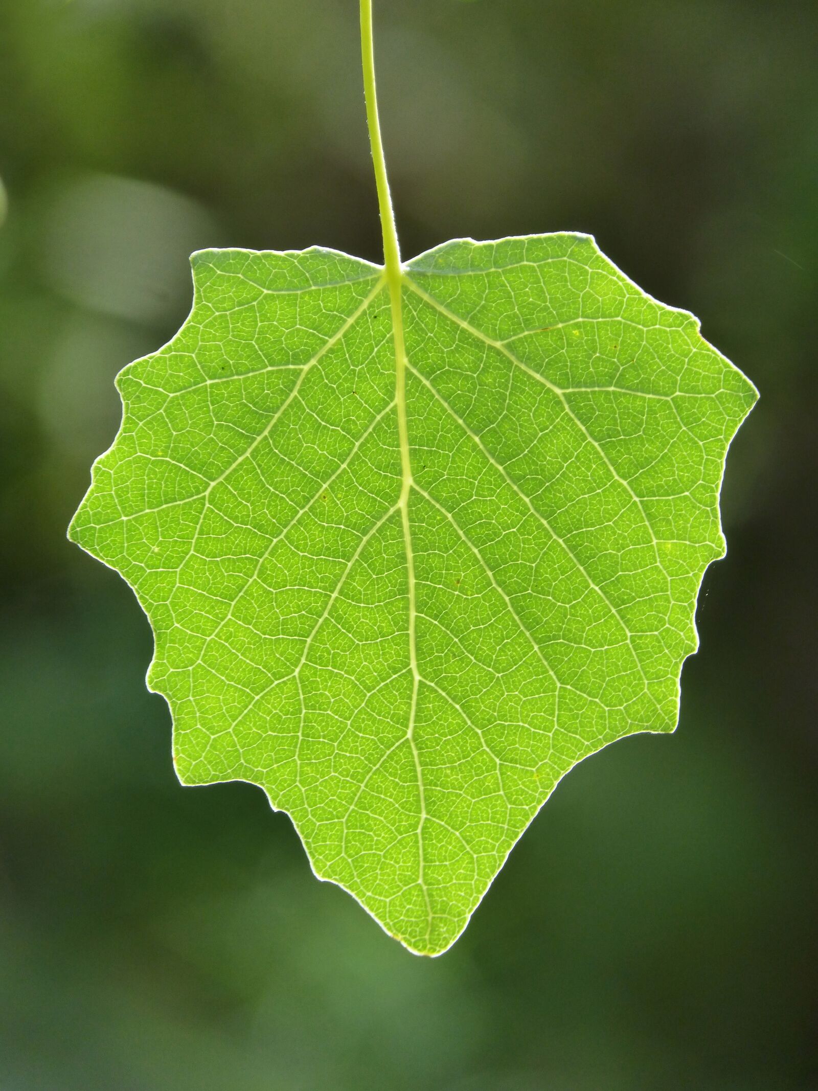 Panasonic DMC-FZ62 sample photo. Leaf, poplar, translucent photography