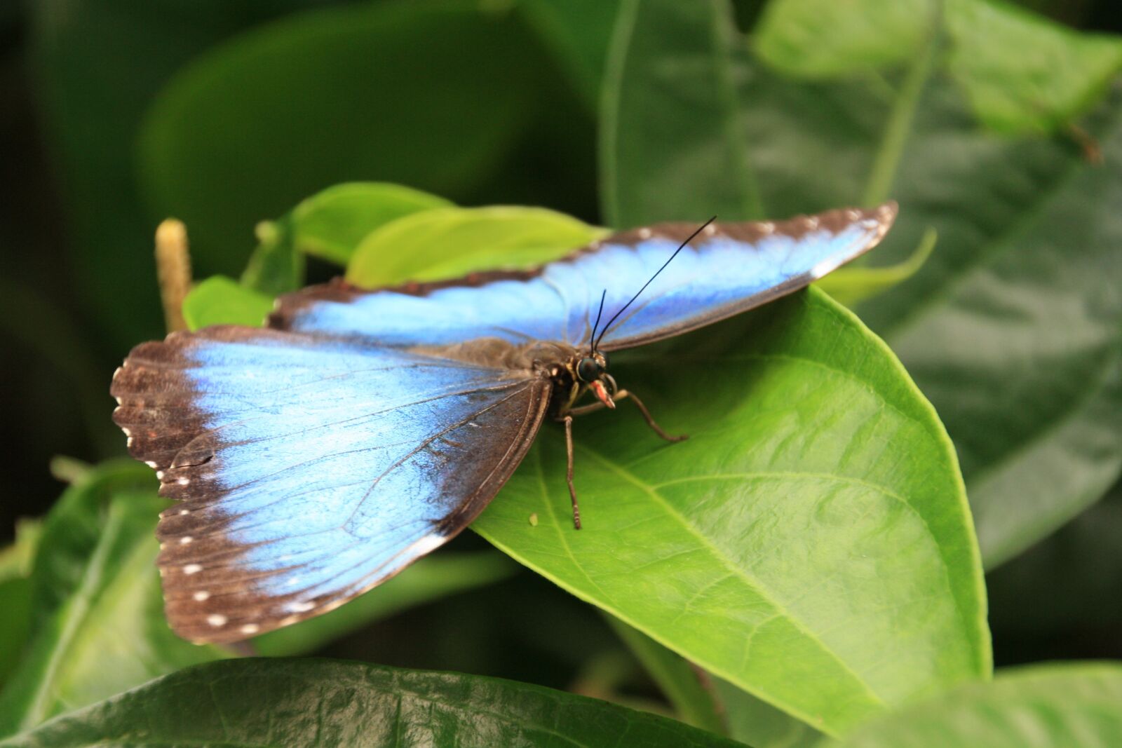 Canon EOS 1000D (EOS Digital Rebel XS / EOS Kiss F) sample photo. Simon, papiliorama, kerzers photography