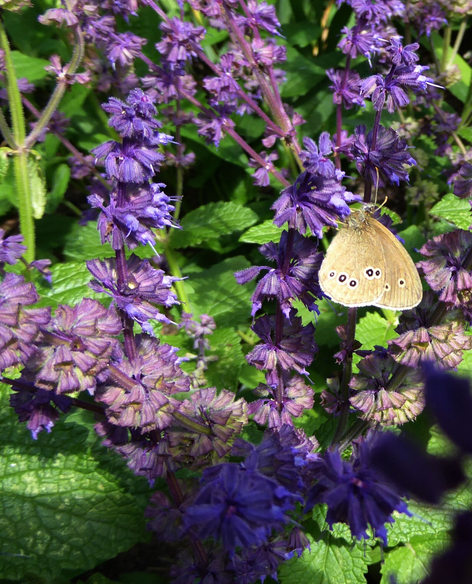 Panasonic DMC-TZ61 sample photo. Art garden, spring, purple photography