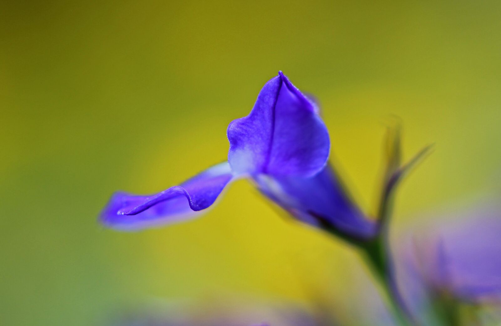 Canon EOS 600D (Rebel EOS T3i / EOS Kiss X5) + Canon EF 100mm F2.8 Macro USM sample photo. Flower, blue, nature photography