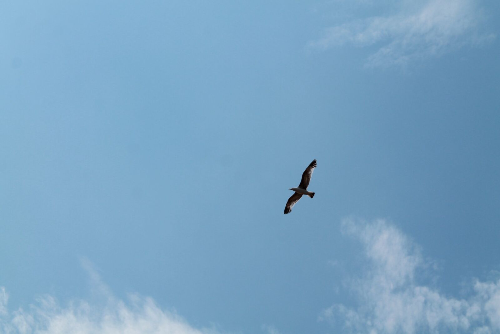Canon EOS 1100D (EOS Rebel T3 / EOS Kiss X50) sample photo. Bird, sky, seagull photography