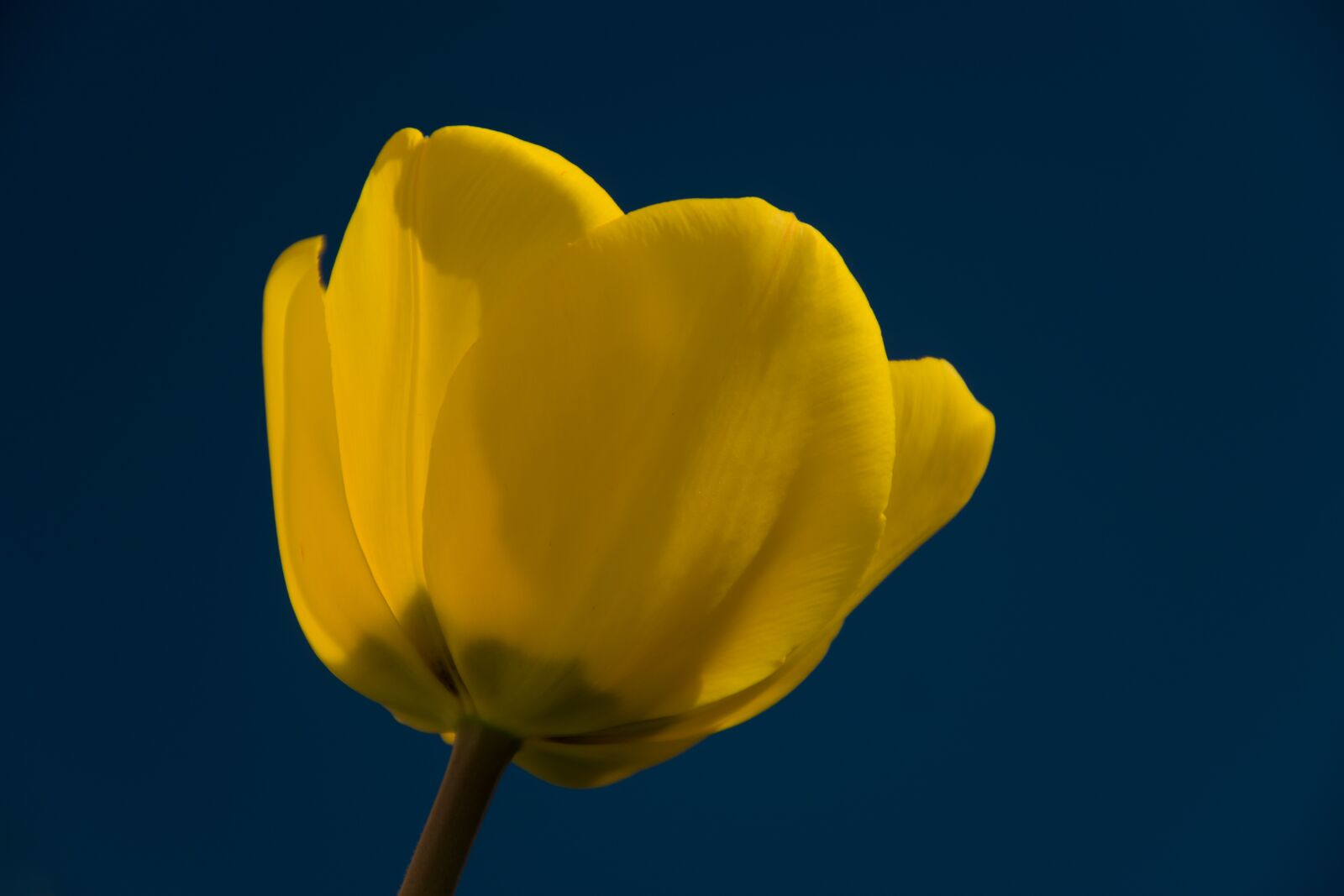 Nikon D5300 sample photo. Tulip, spring, nature photography