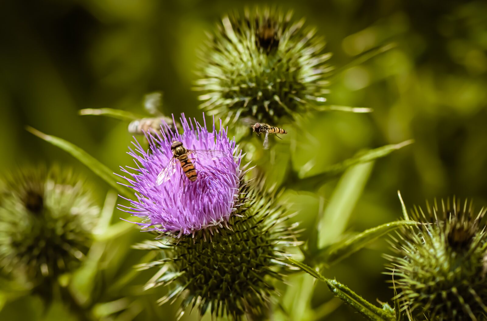 Nikon D7200 sample photo. Thistle, flower, insect photography