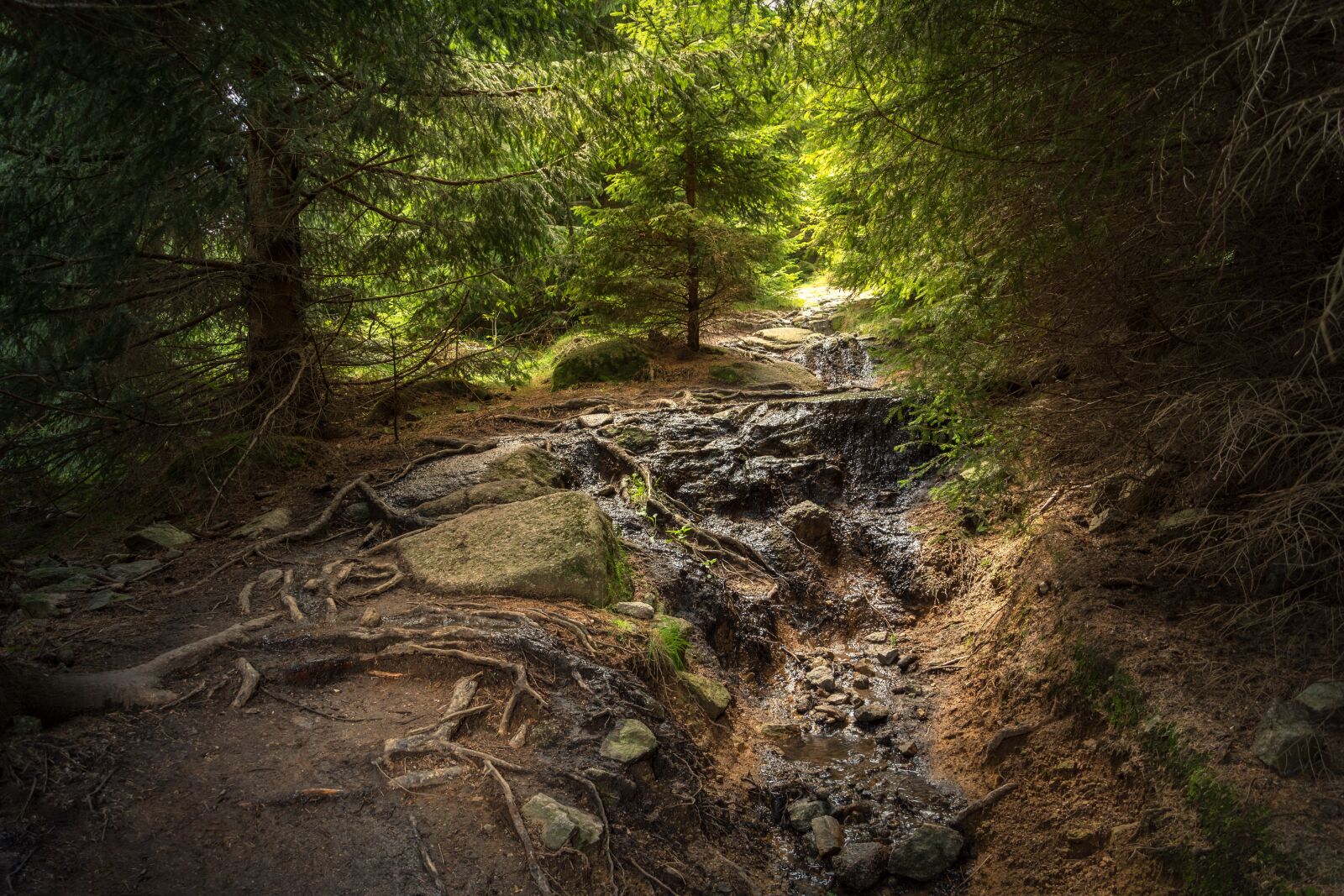 Nikon D7200 sample photo. Forest, resin, boulder photography