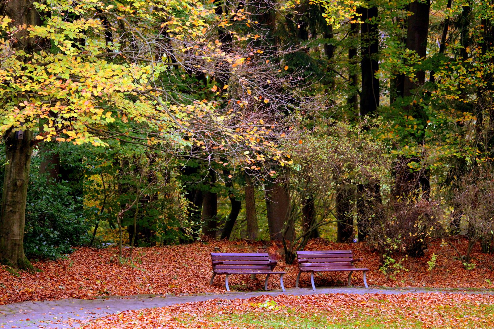 Canon EF-S 55-250mm F4-5.6 IS STM sample photo. Autumn, bank, benches photography