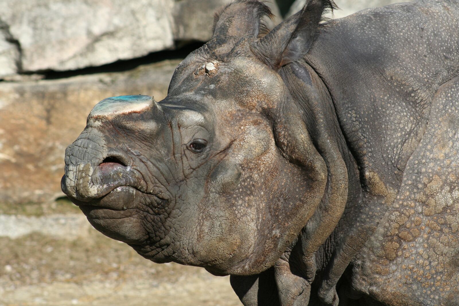 Canon EOS 350D (EOS Digital Rebel XT / EOS Kiss Digital N) sample photo. Rhino, pachyderm, big game photography