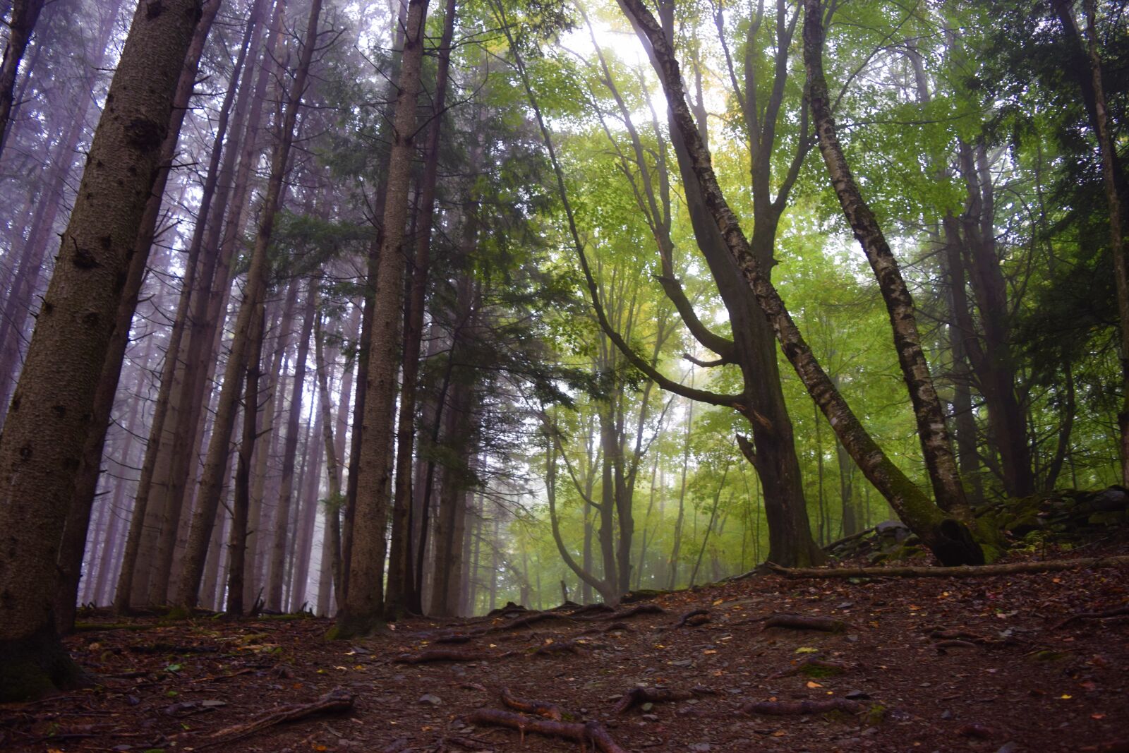 Nikon D3300 sample photo. Fog, forest, hike, mist photography