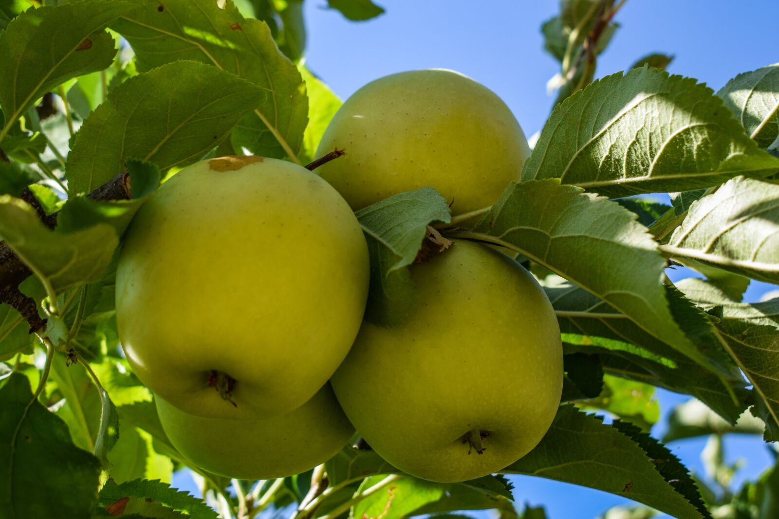 Nikon D3300 sample photo. Apples, green apples, fruit photography