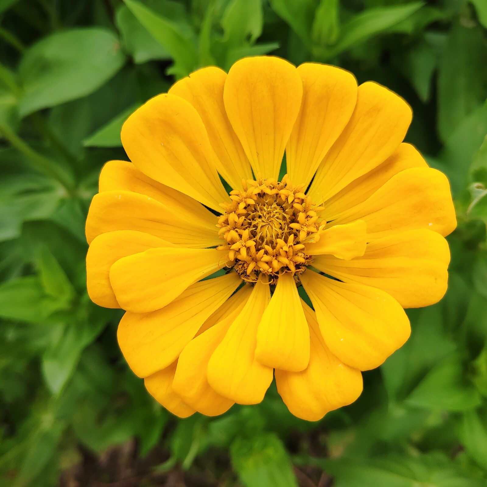 Xiaomi MI 8 sample photo. Daisy yellow, zinnia chrysanthemum photography