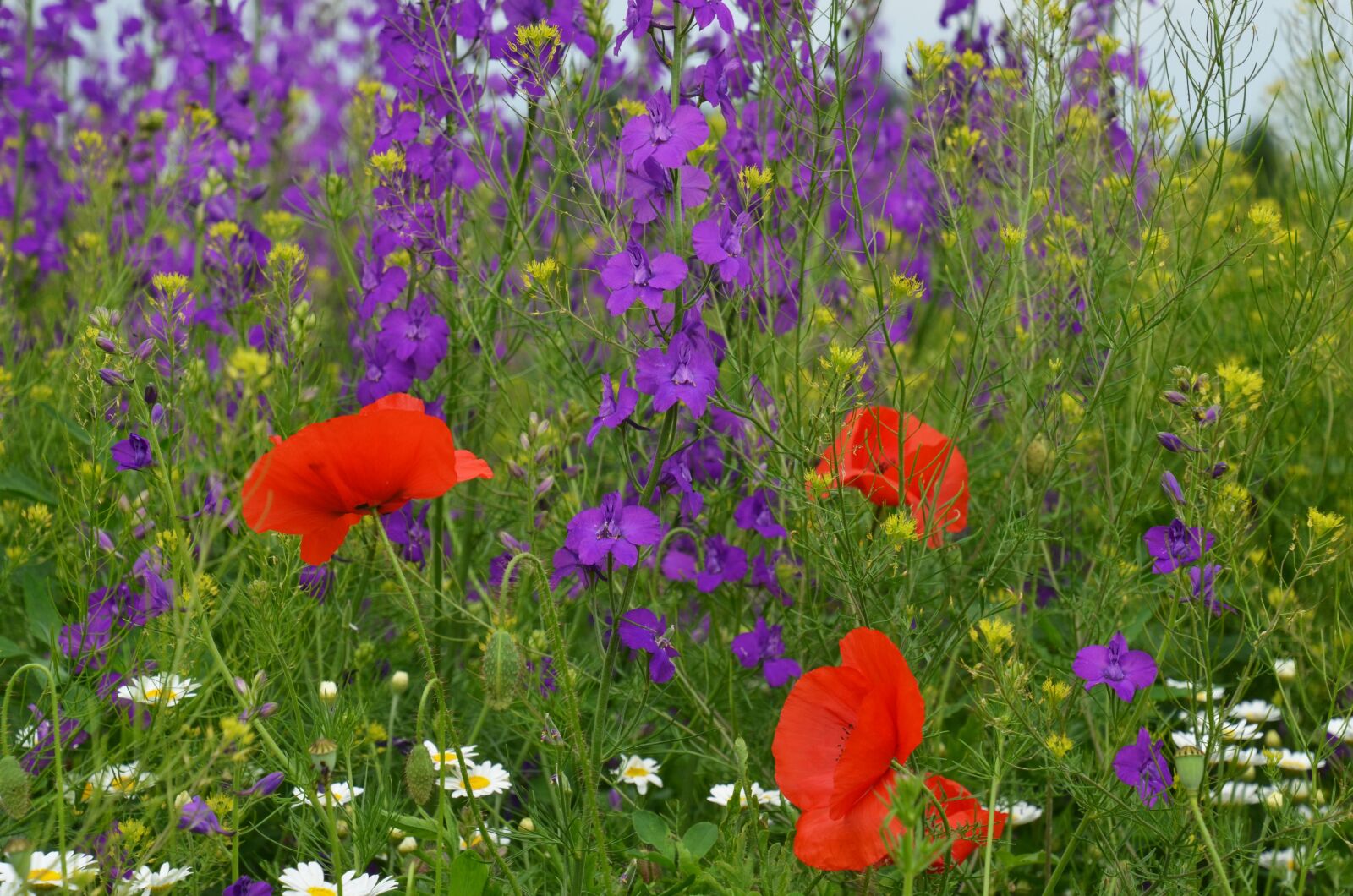 Nikon D7000 sample photo. Meadow, crow's-feet, poppy photography