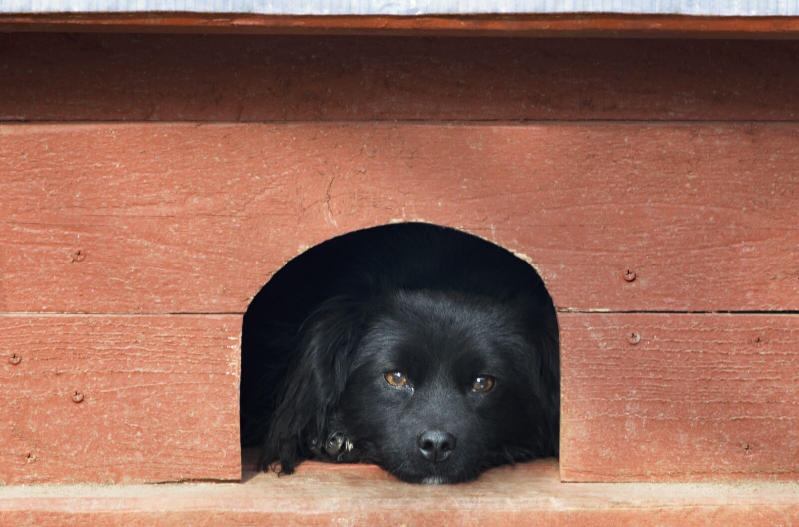 Nikon D3200 sample photo. Pet, black dog, orange photography