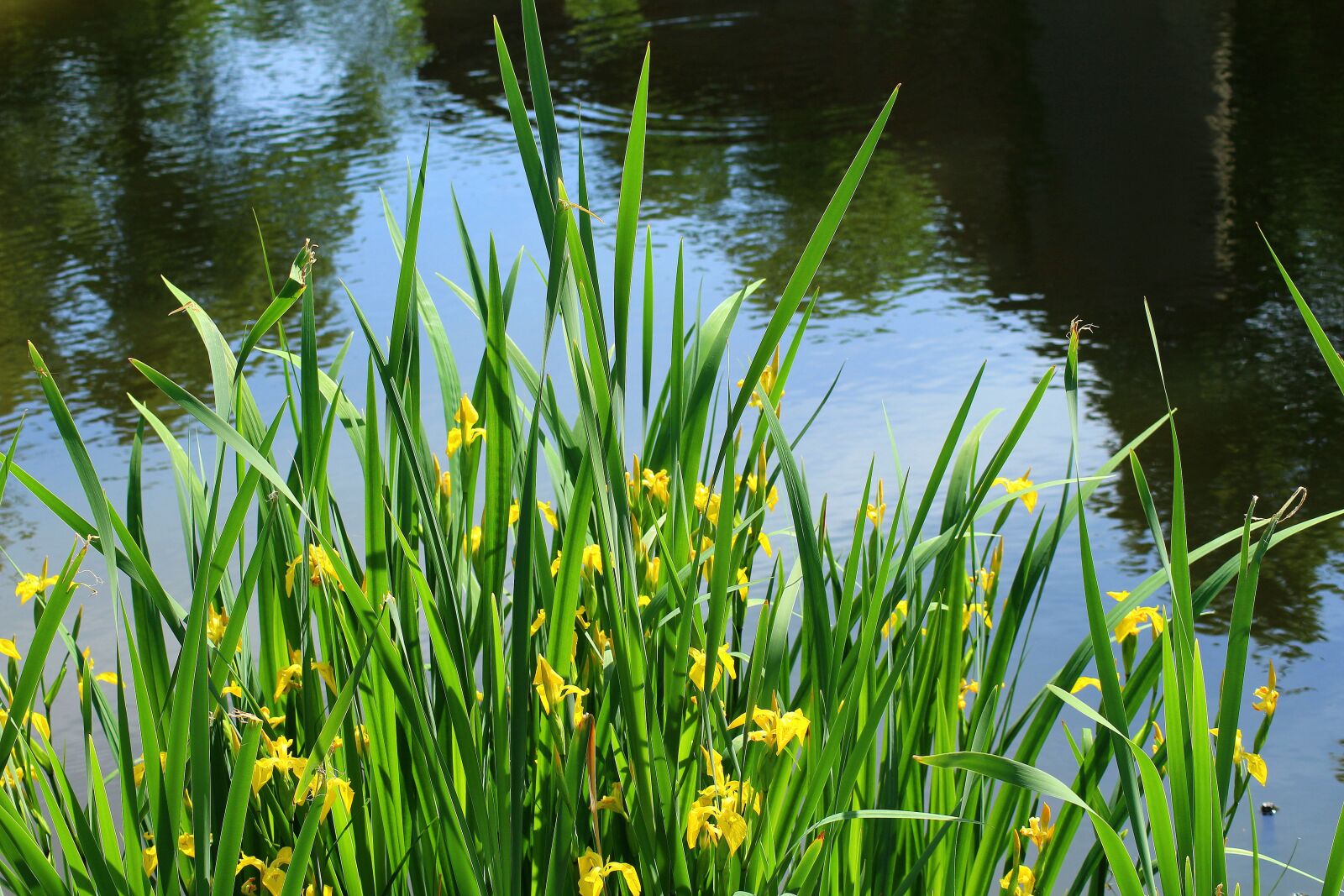 Canon EOS 1200D (EOS Rebel T5 / EOS Kiss X70 / EOS Hi) sample photo. Iris pseudacorus yellow, over photography