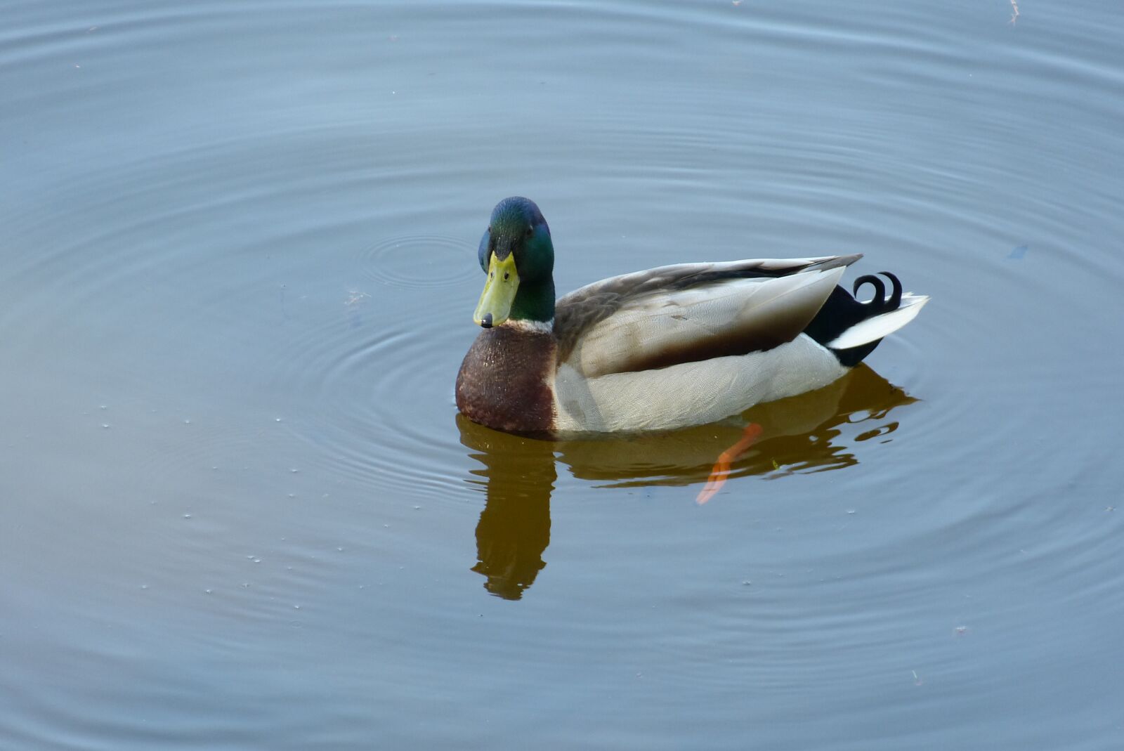 Panasonic Lumix DMC-FZ150 sample photo. Duck, drake, mallard photography