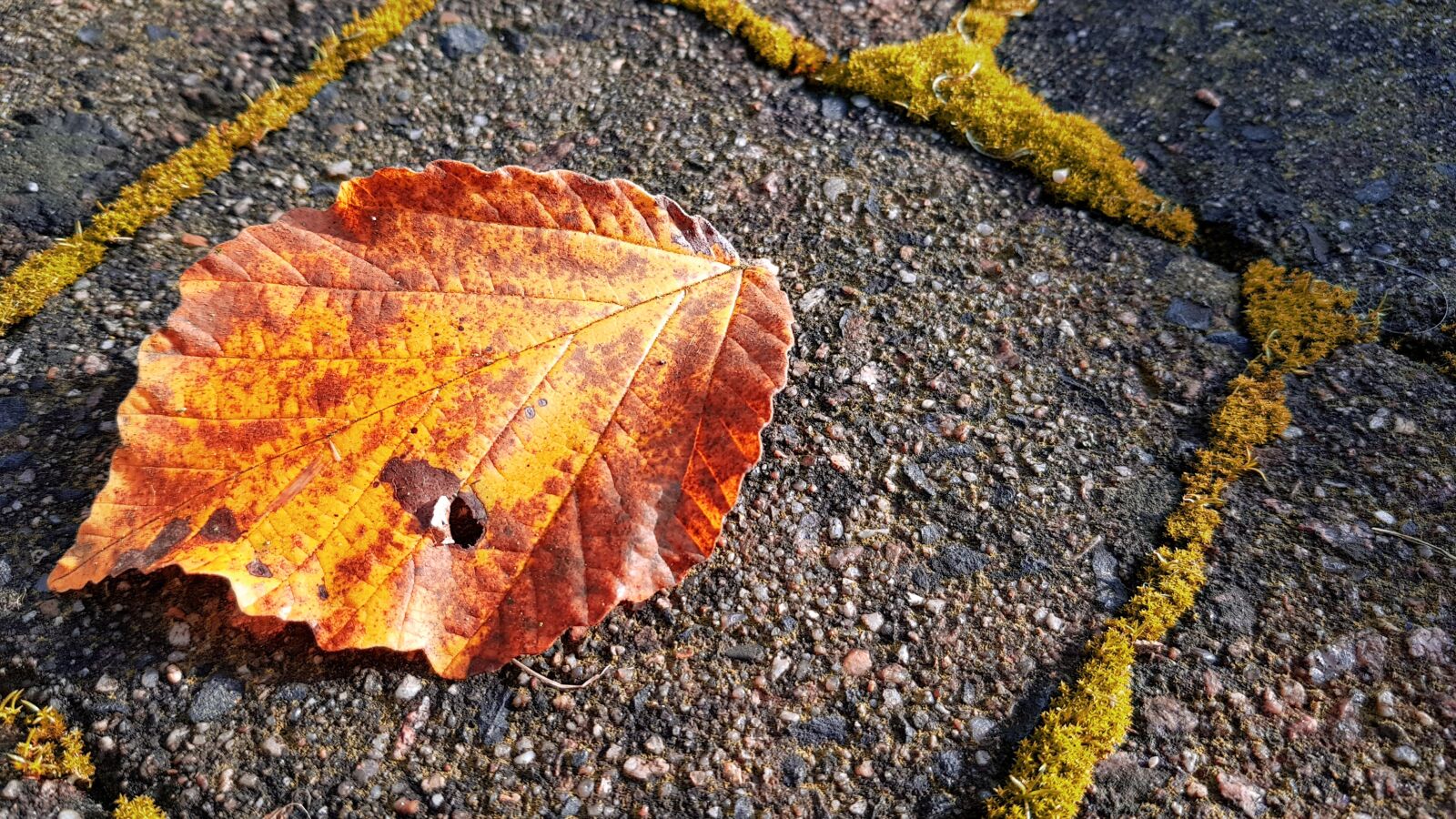 Samsung Galaxy S7 sample photo. Leaf, autumn, nature photography