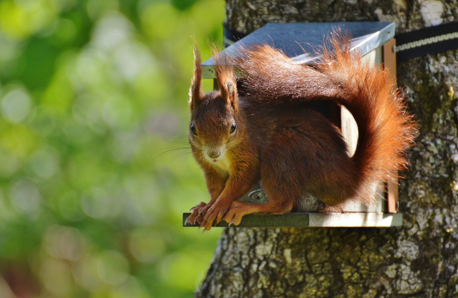 Nikon D3200 sample photo. Squirrel, nager, cute photography