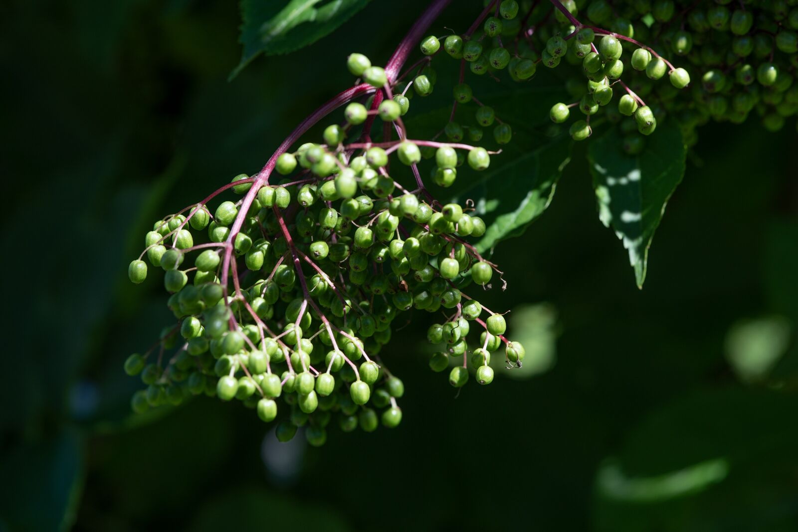 Nikon D750 sample photo. Elder, elderberries, berries photography
