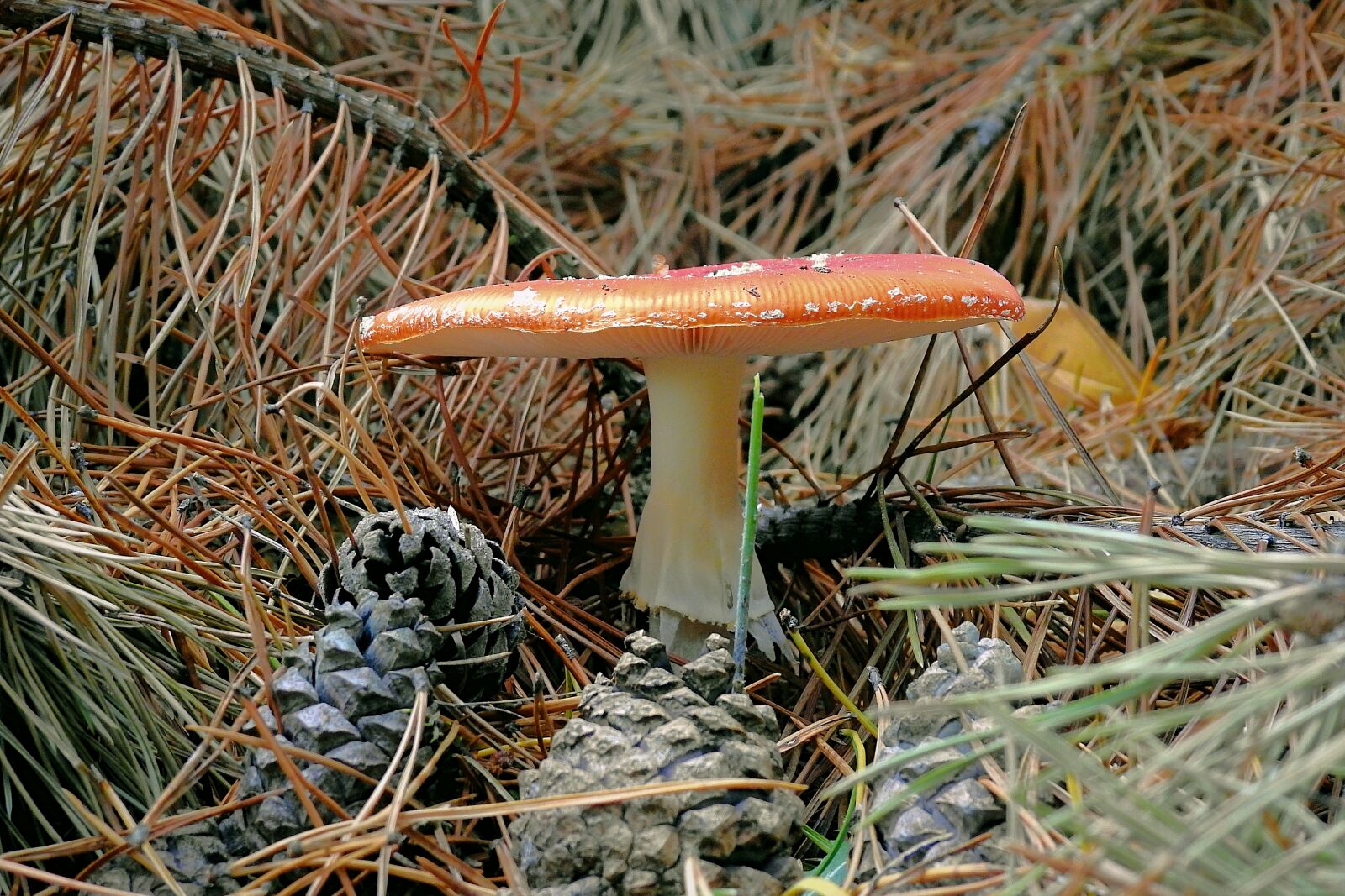 Nikon Coolpix P900 sample photo. Amanita, mushroom, cones photography