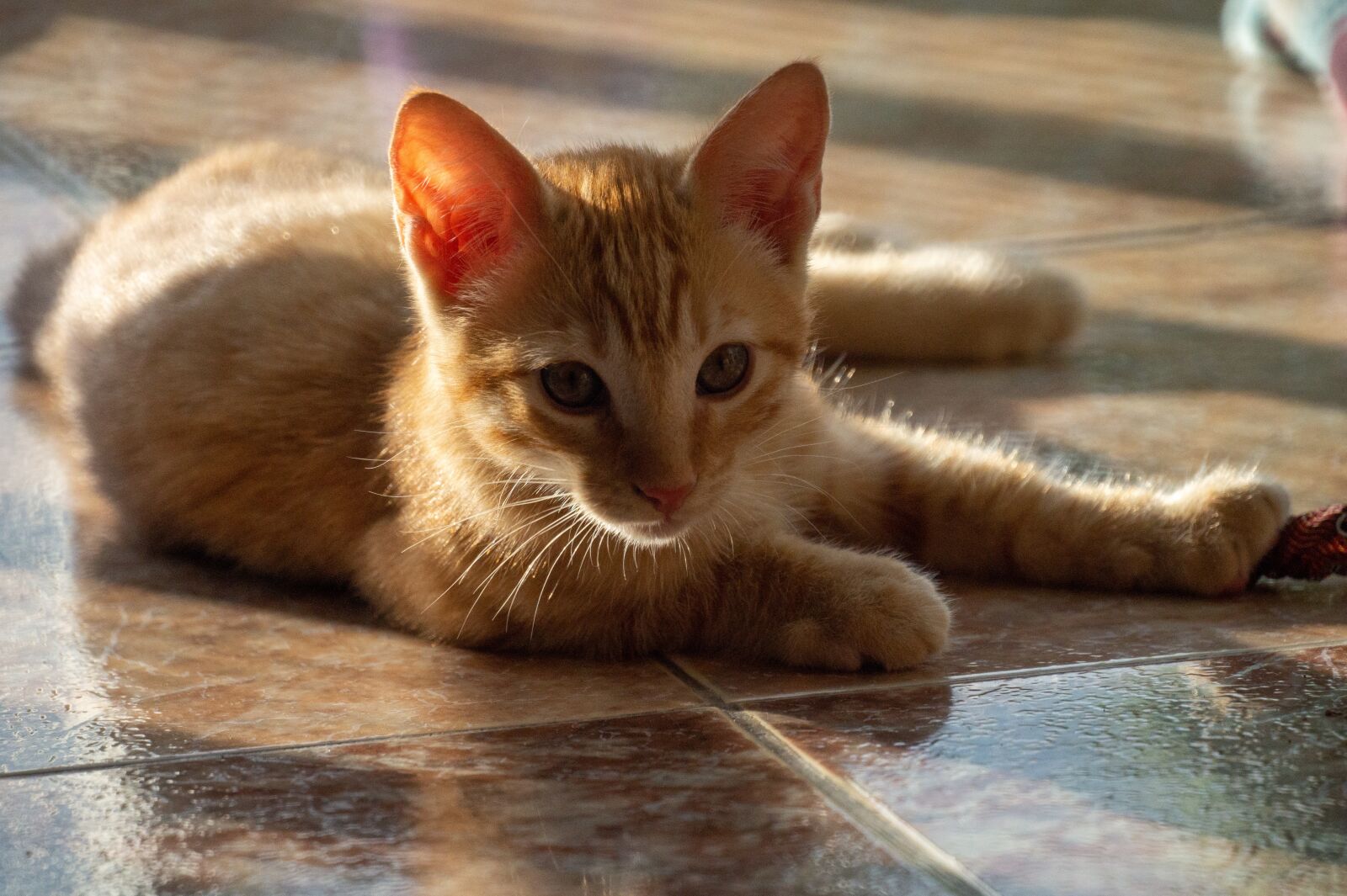 Sony 500mm F8 Reflex sample photo. Animal, feline, cat photography