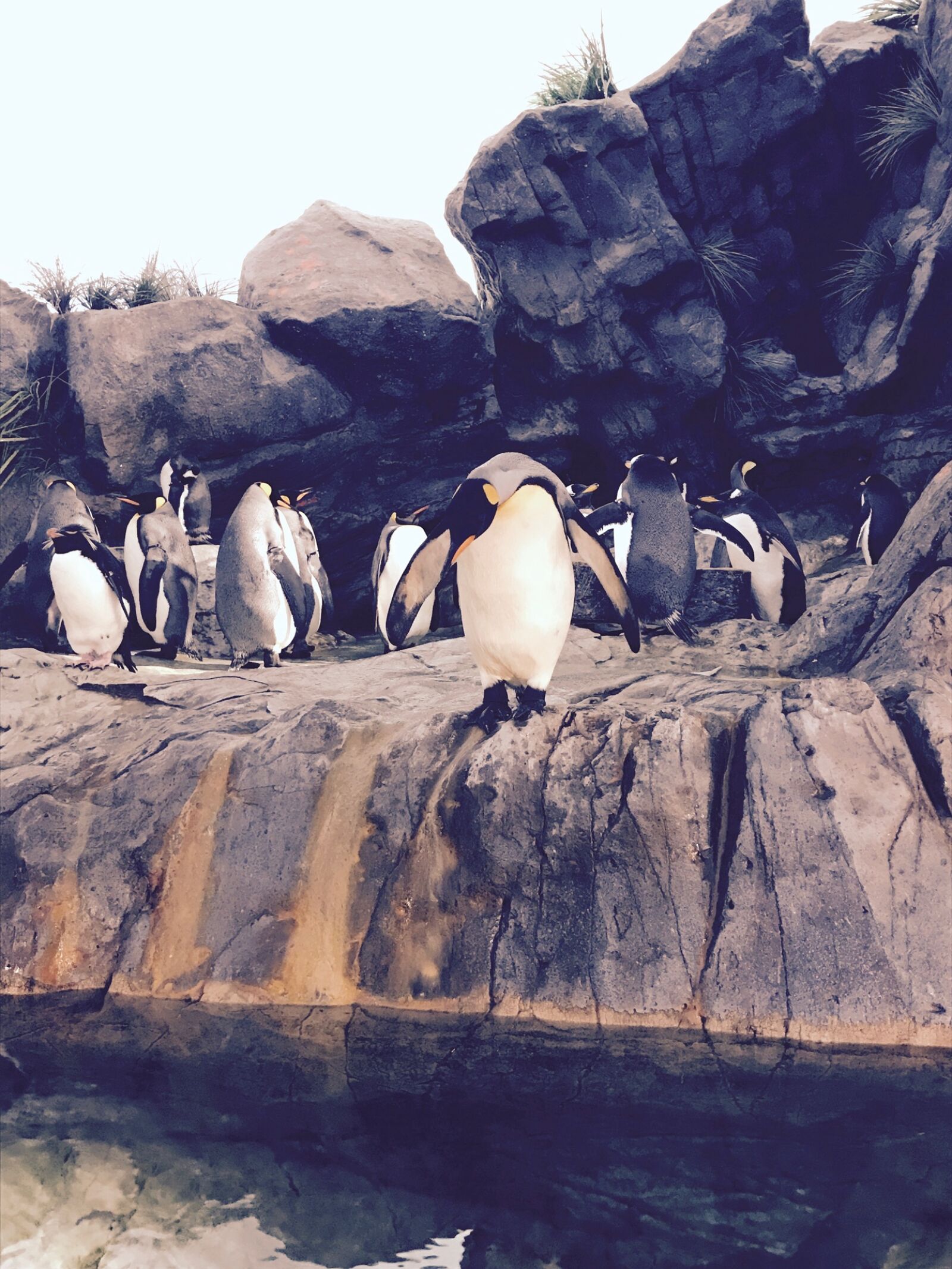 iPhone 7 back camera 3.99mm f/1.8 sample photo. Penguins, zoo photography