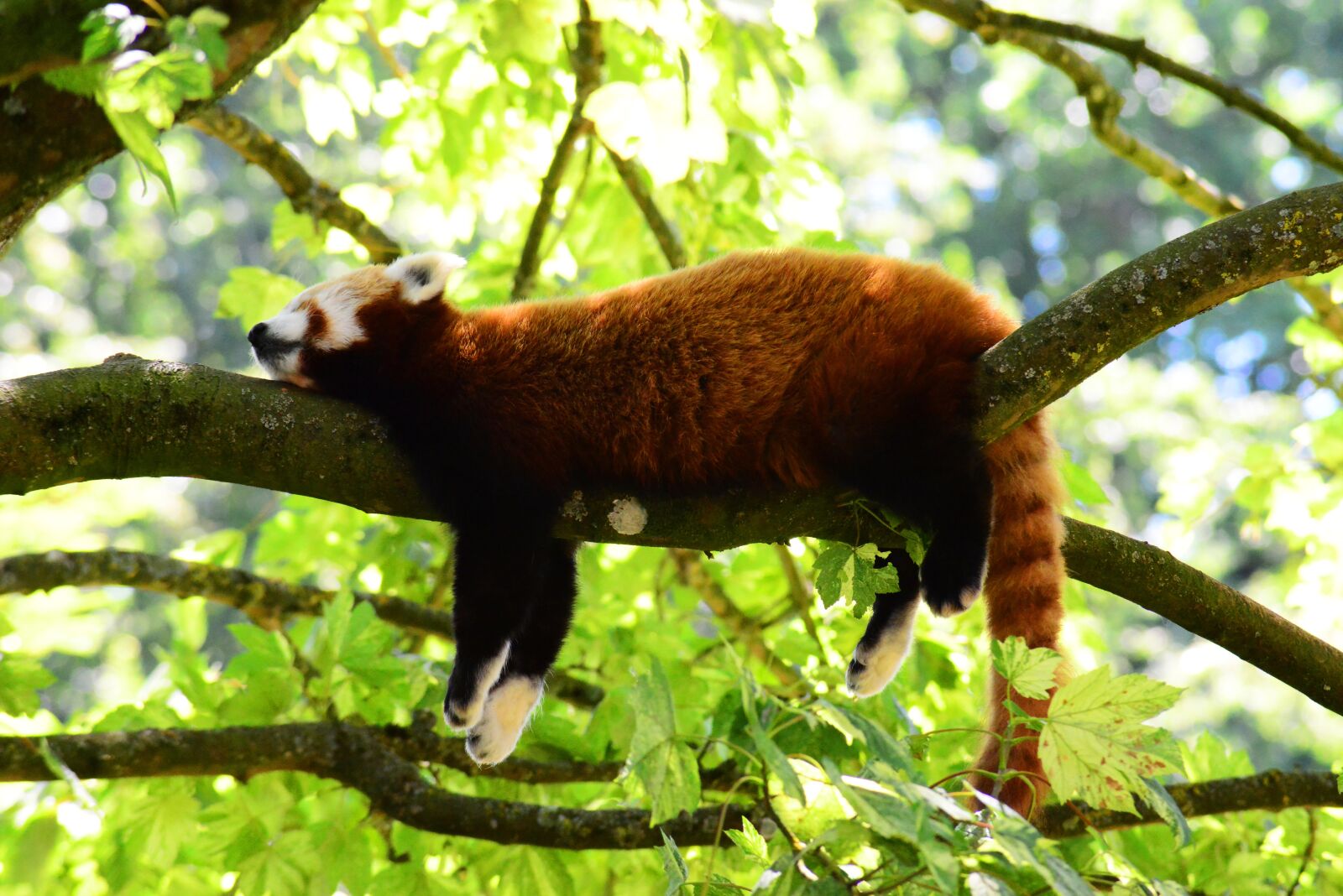 Nikon D800 sample photo. Red panda, sleeping on photography